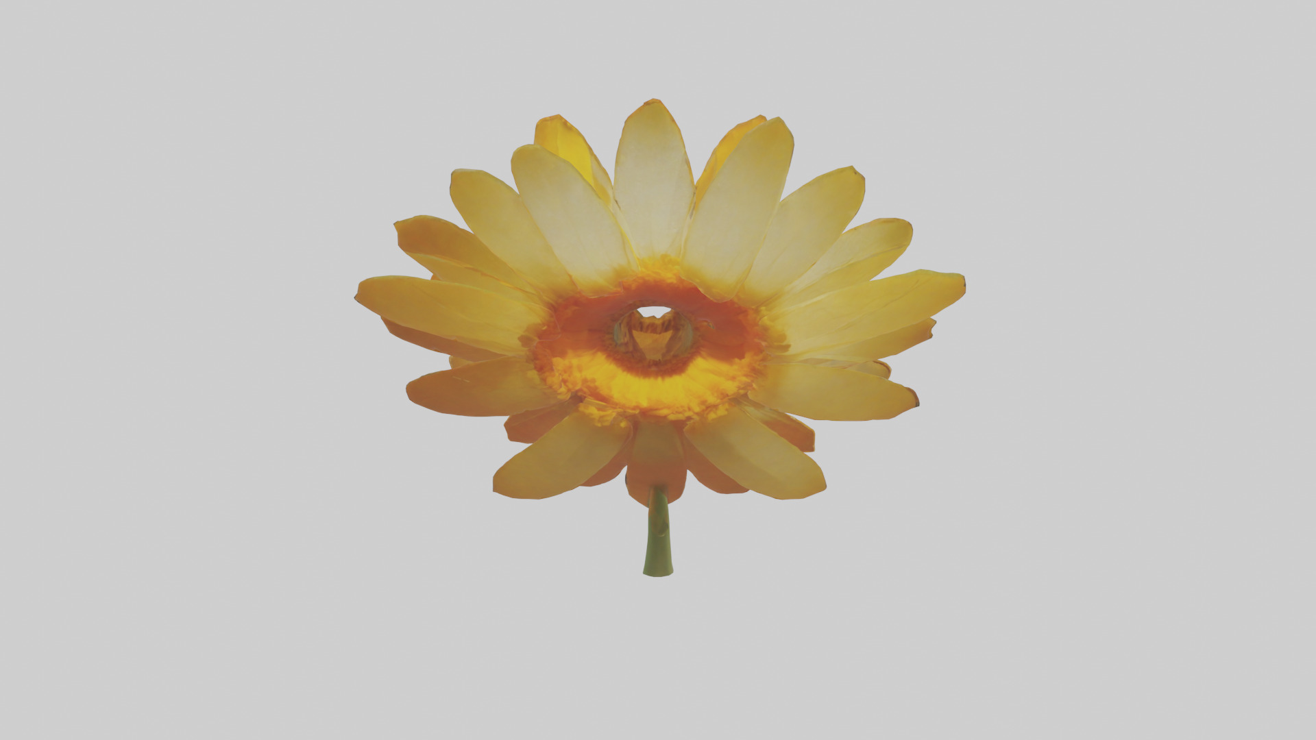 Calendula model Low-poly 3D model_25