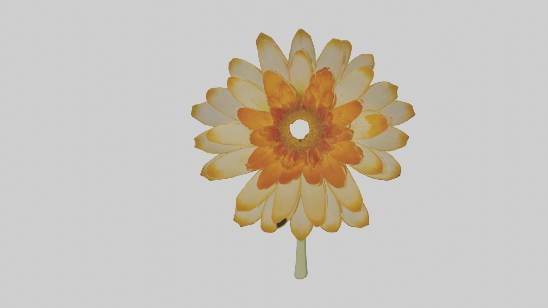 Calendula model Low-poly 3D model_13