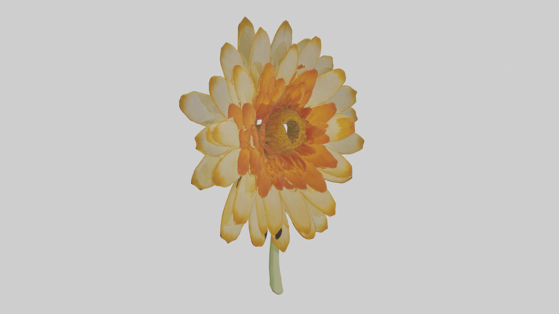 Calendula model Low-poly 3D model_16