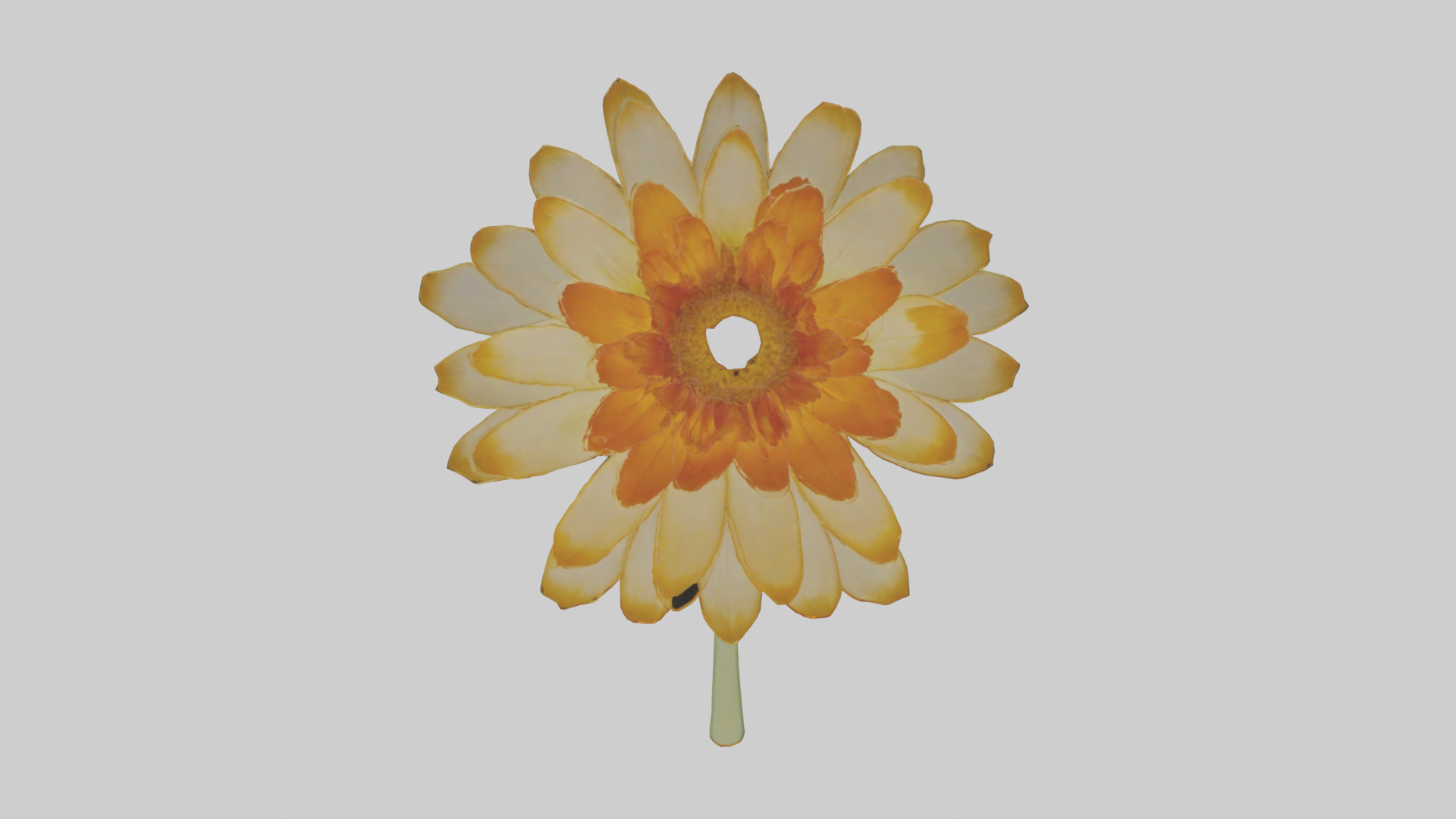 Calendula model Low-poly 3D model_19