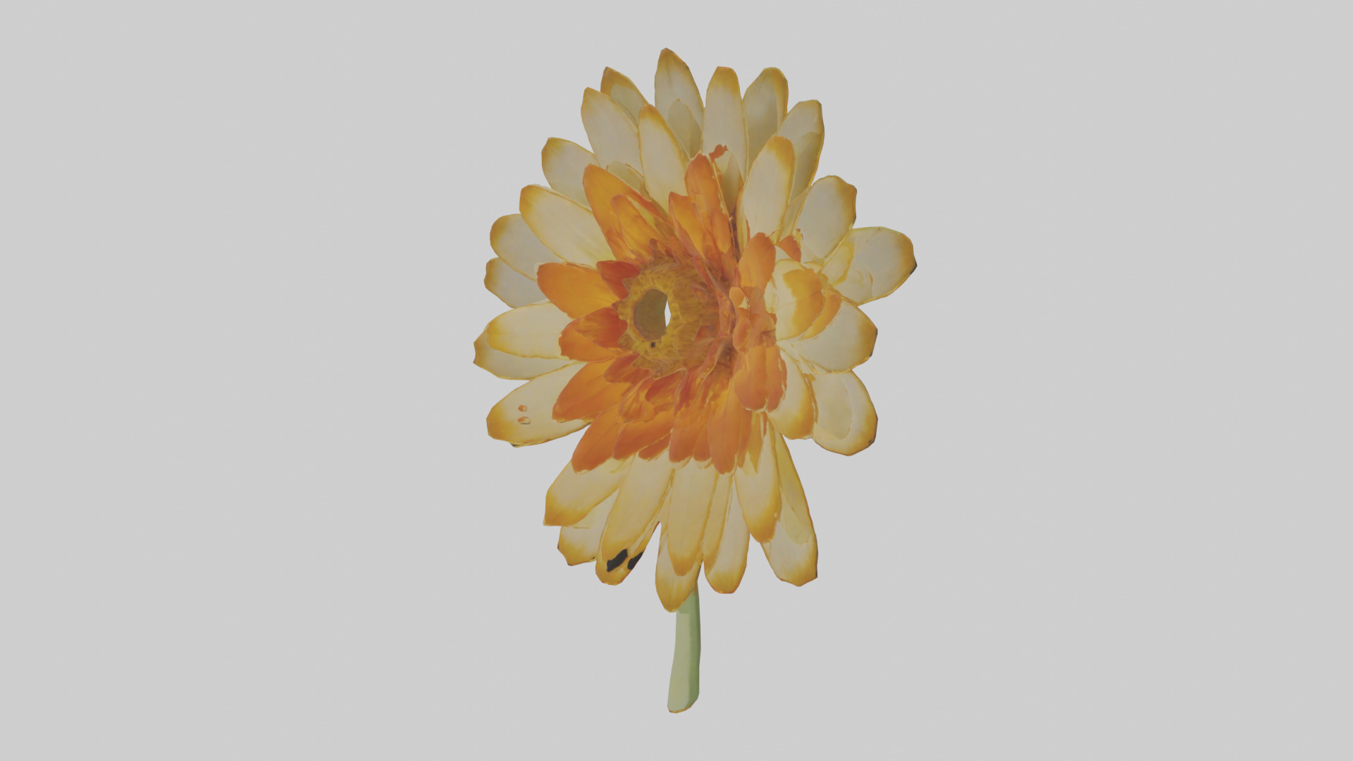 Calendula model Low-poly 3D model_8