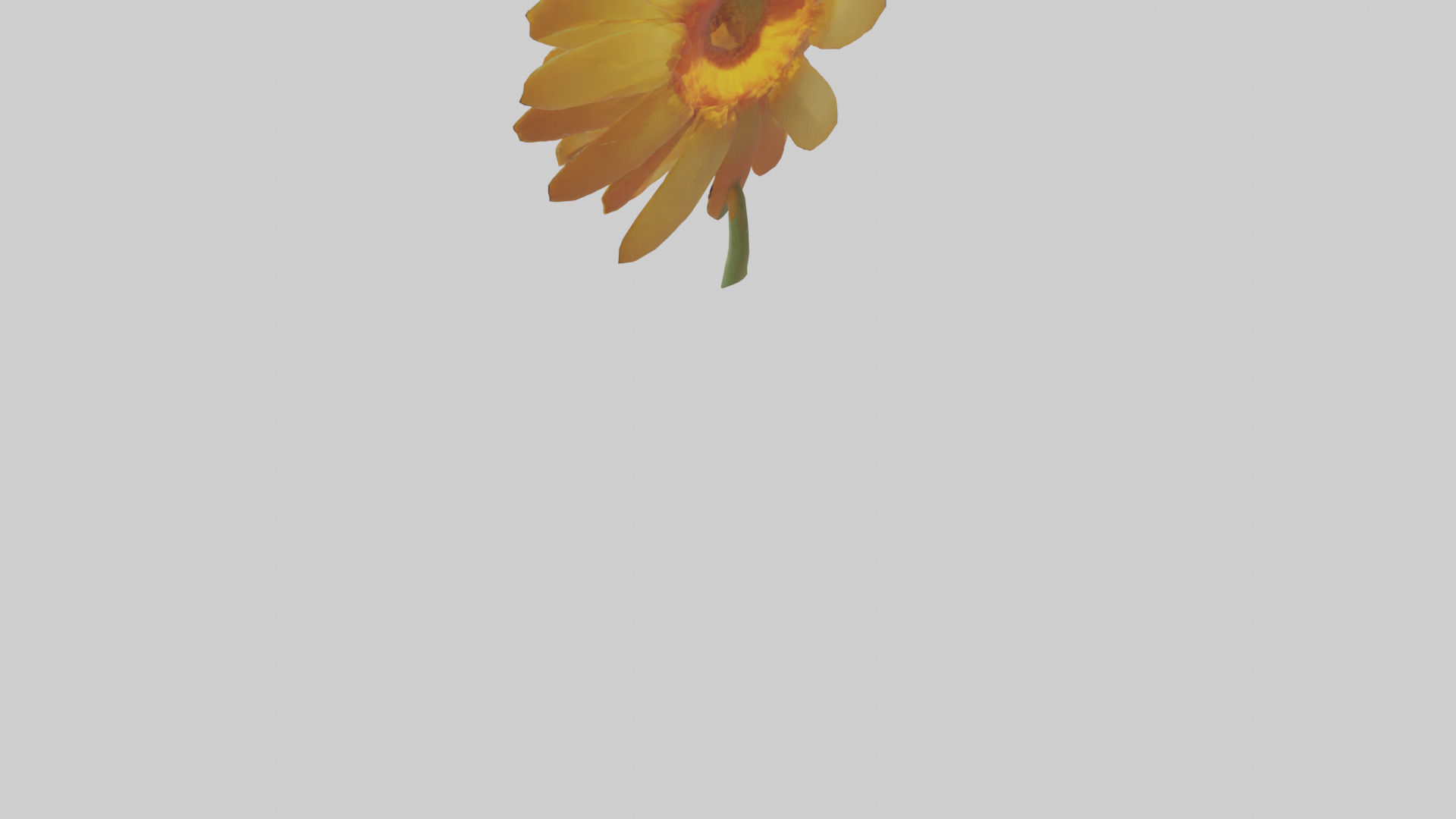 Calendula model Low-poly 3D model_3