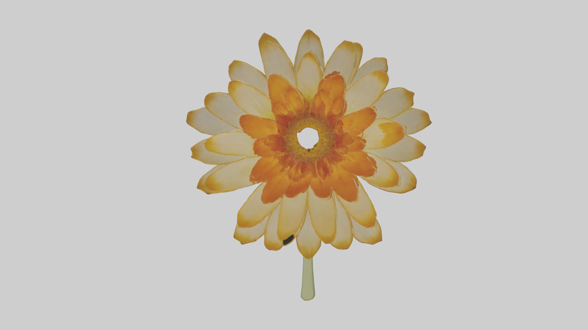Calendula model Low-poly 3D model_12