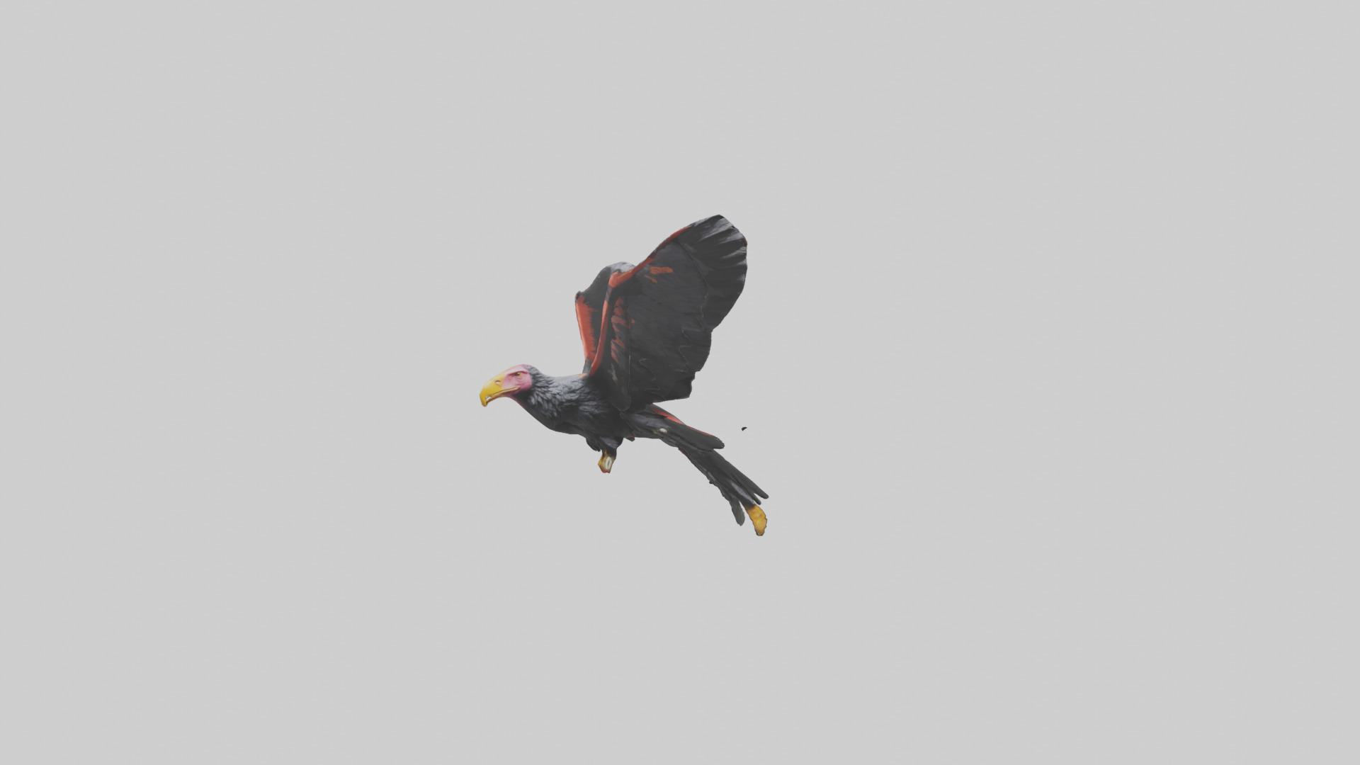California Condor gliding model Low-poly 3D model_20