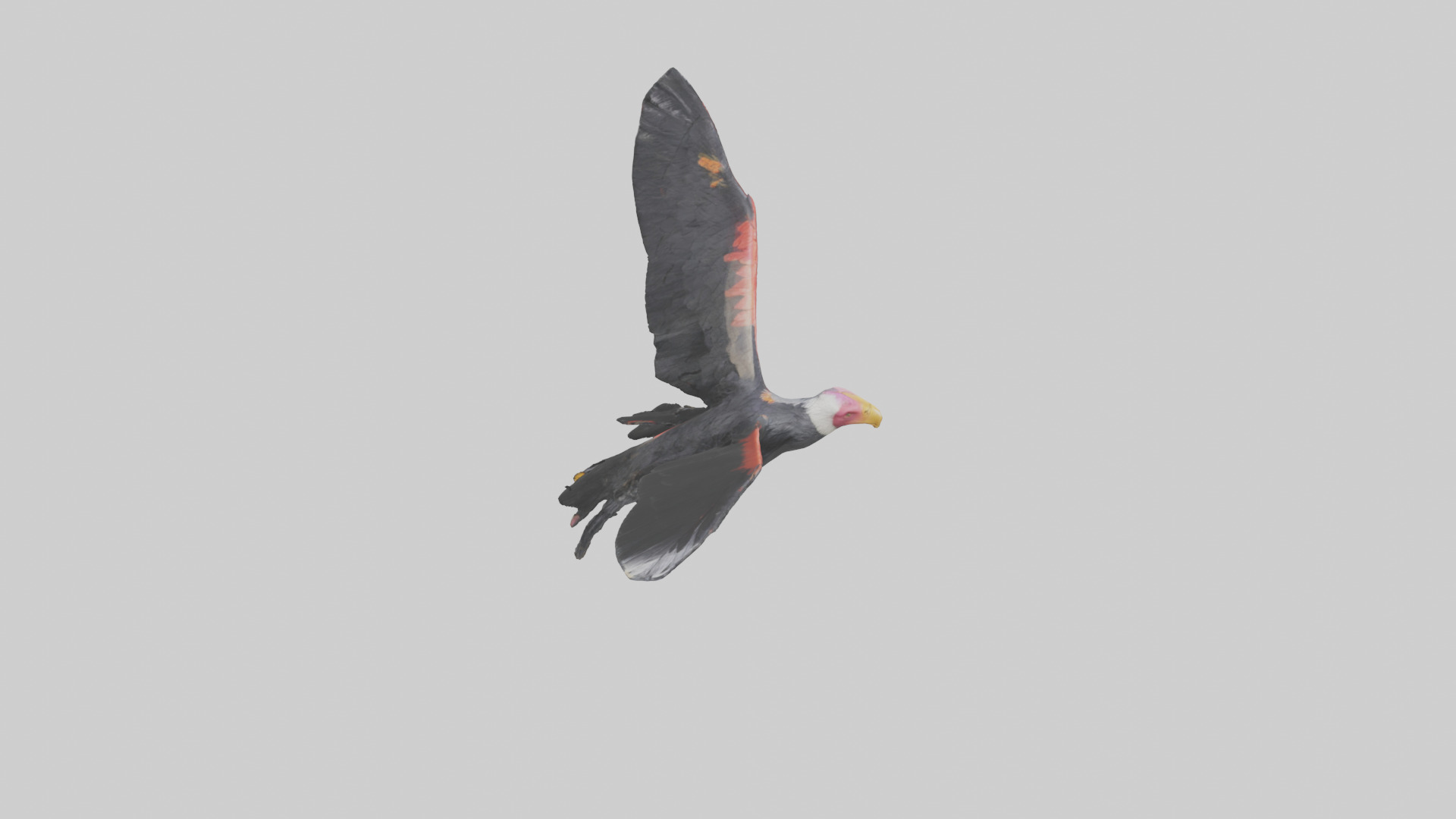 California Condor gliding model Low-poly 3D model_25