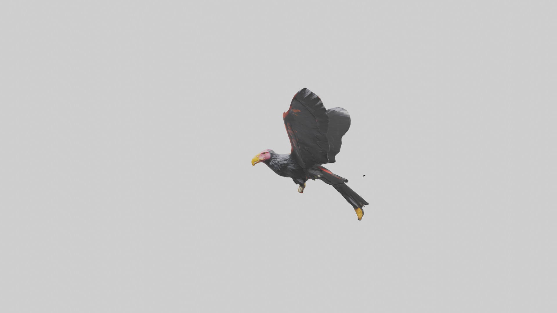 California Condor gliding model Low-poly 3D model_13