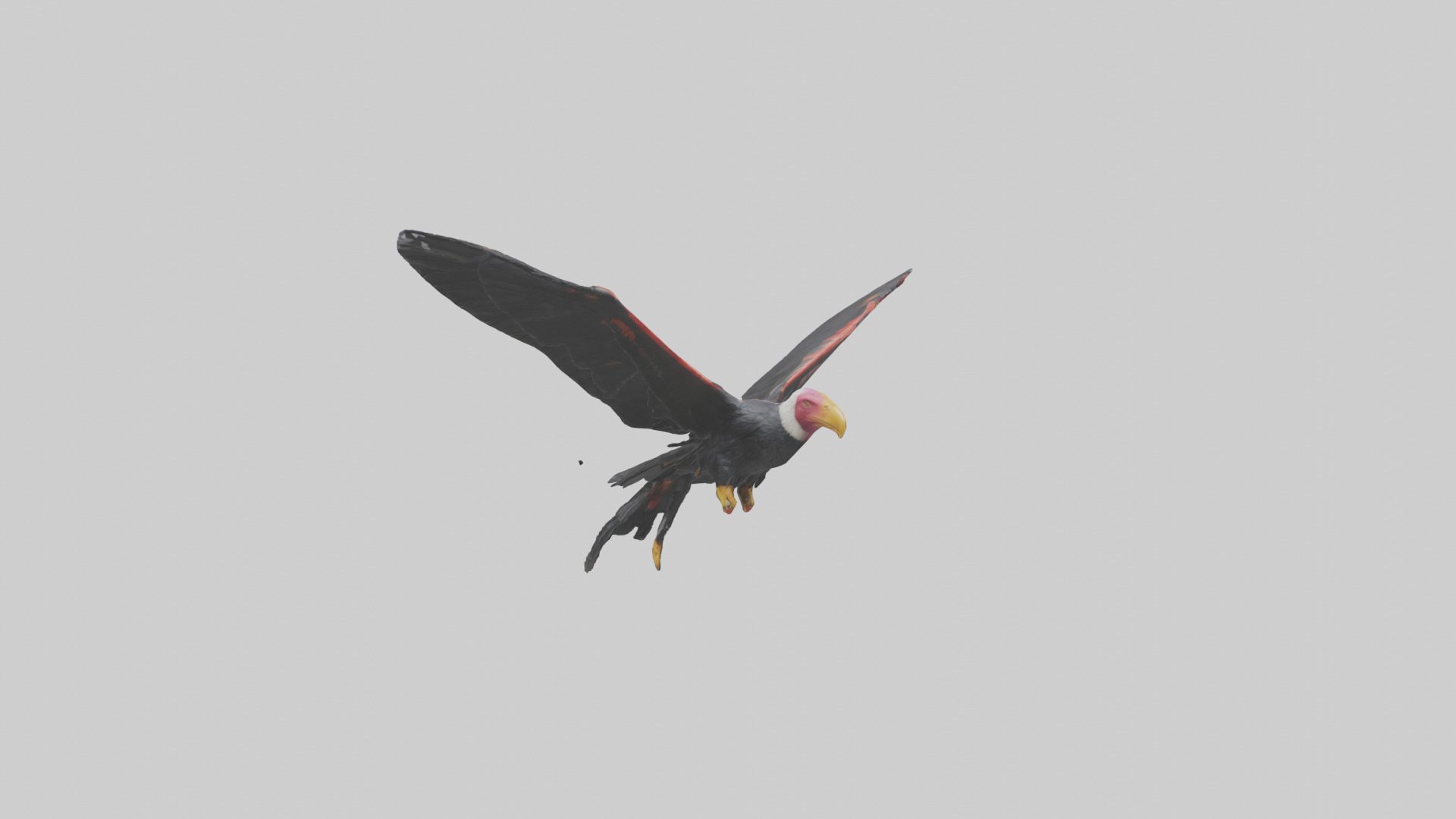 California Condor gliding model Low-poly 3D model_2
