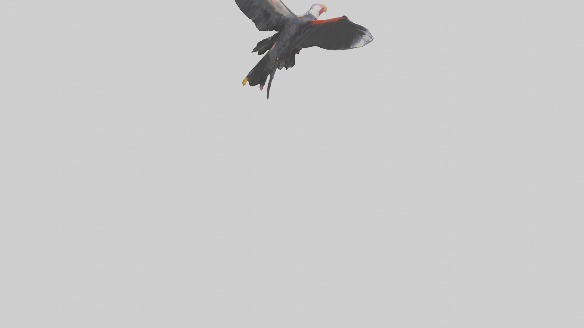 California Condor gliding model Low-poly 3D model_3