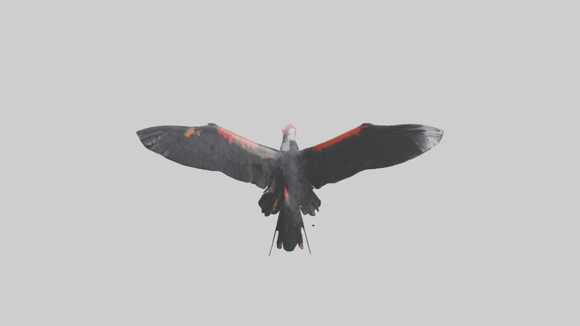 California Condor gliding model Low-poly 3D model_27