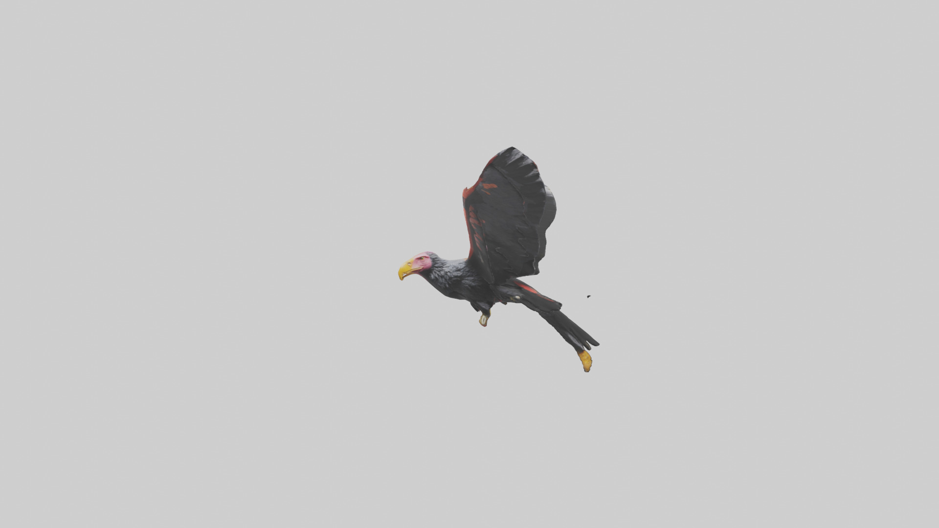 California Condor gliding model Low-poly 3D model_12