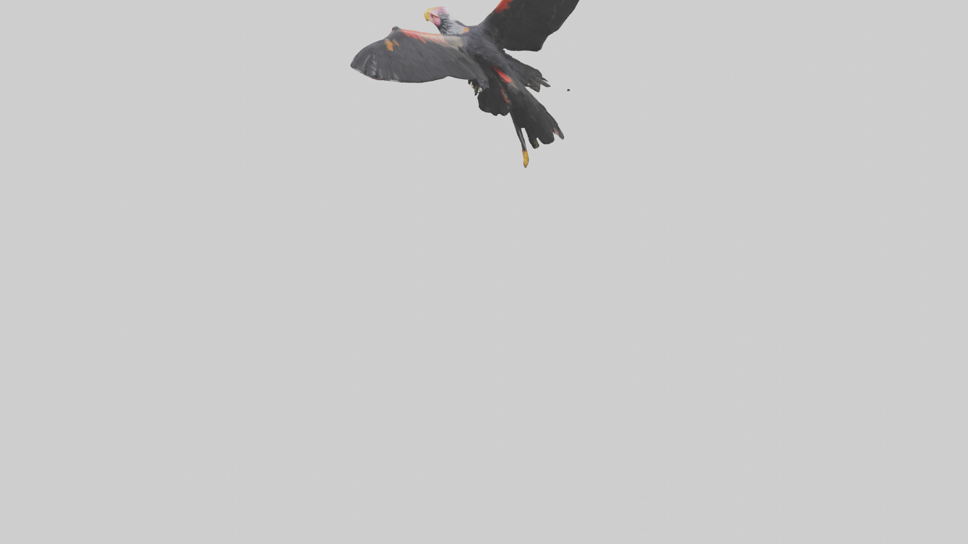 California Condor gliding model Low-poly 3D model_5