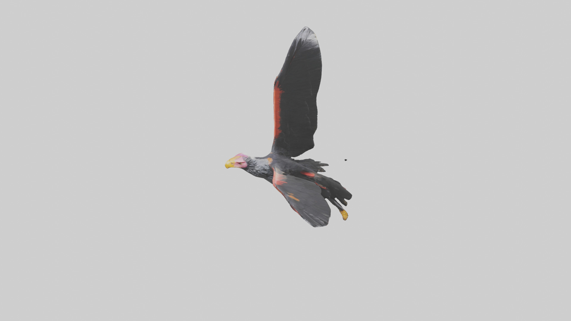 California Condor gliding model Low-poly 3D model_26