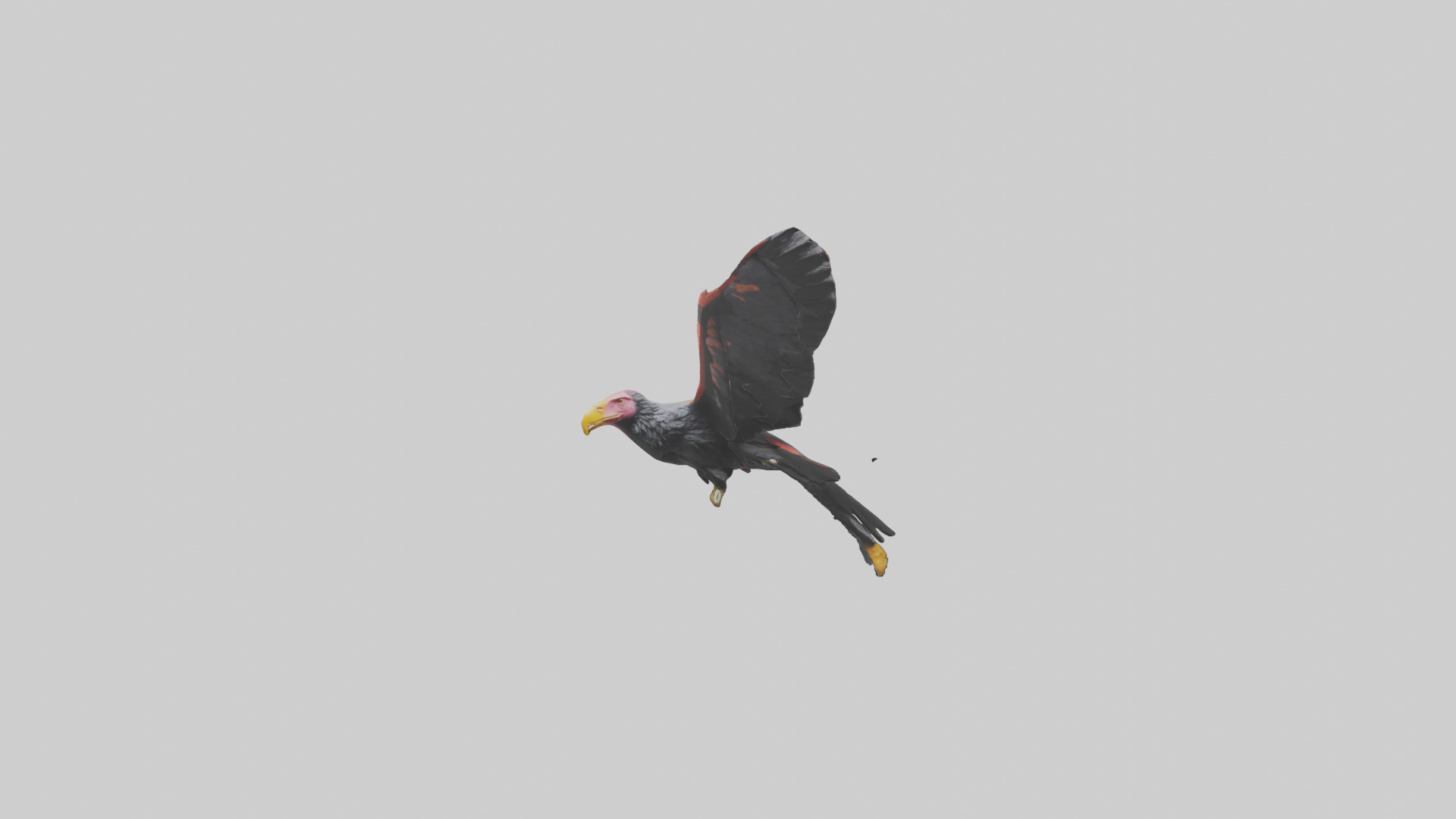 California Condor gliding model Low-poly 3D model_10