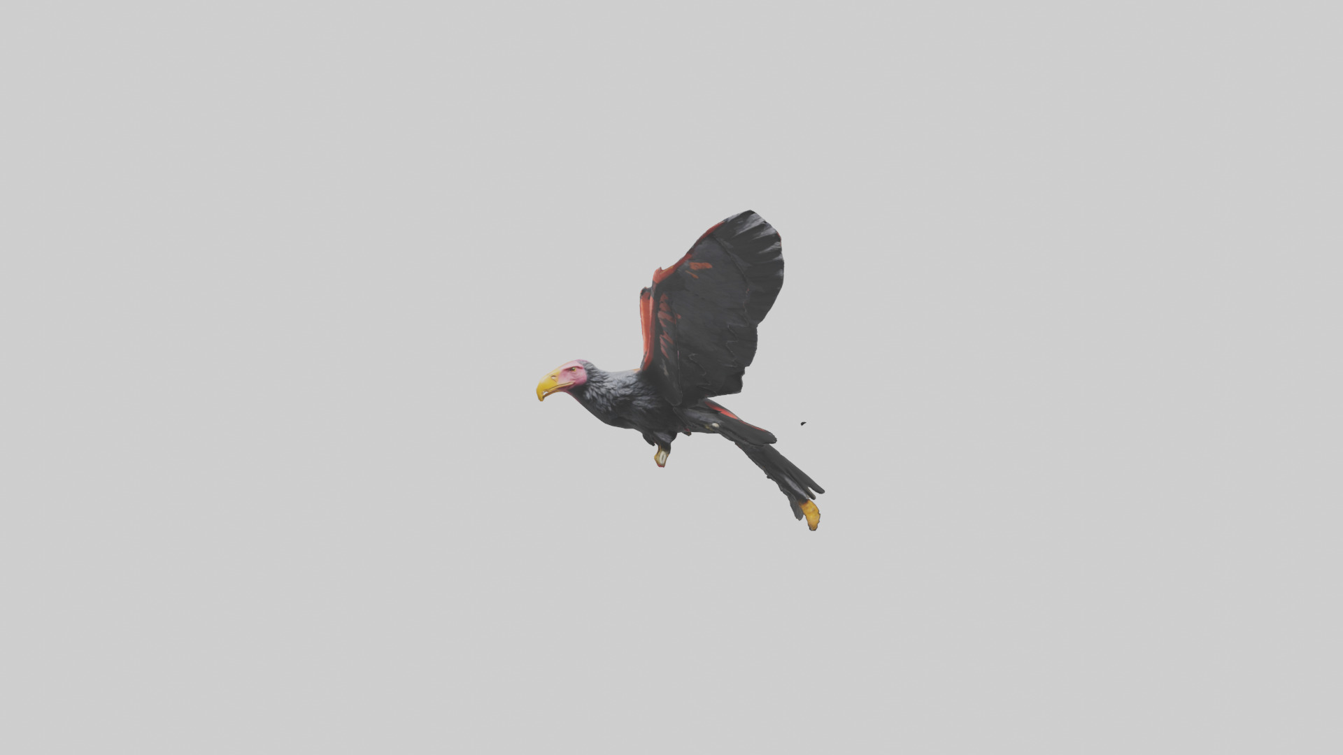 California Condor gliding model Low-poly 3D model_19