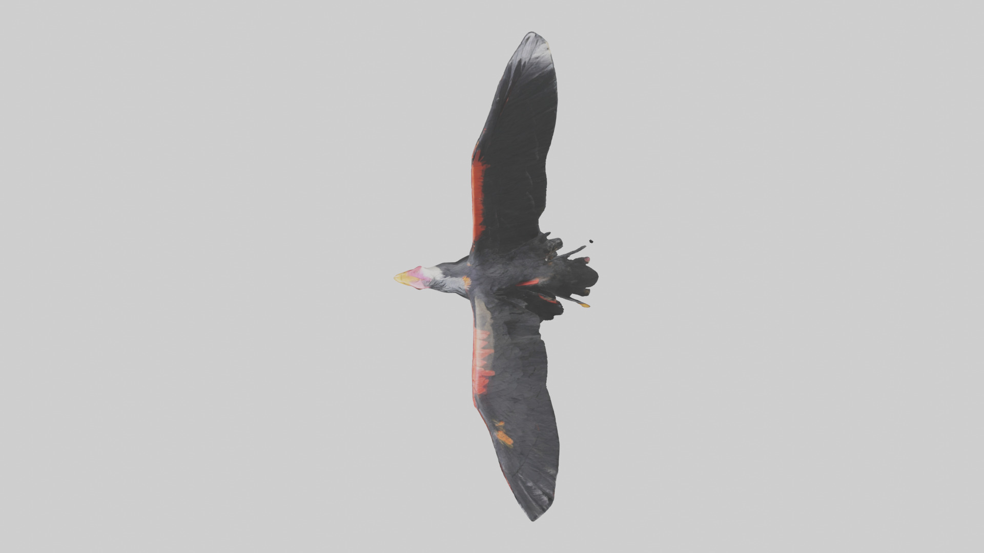 California Condor gliding model Low-poly 3D model_24