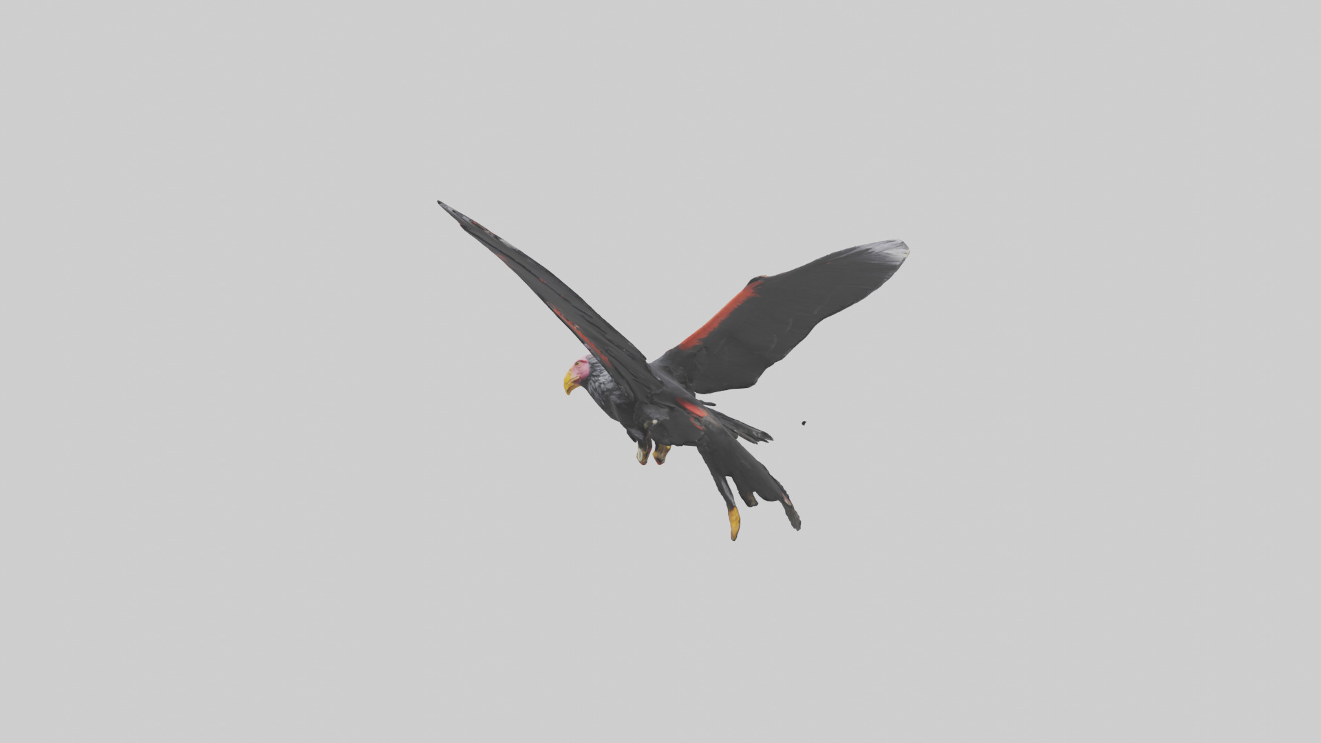 California Condor gliding model Low-poly 3D model_8