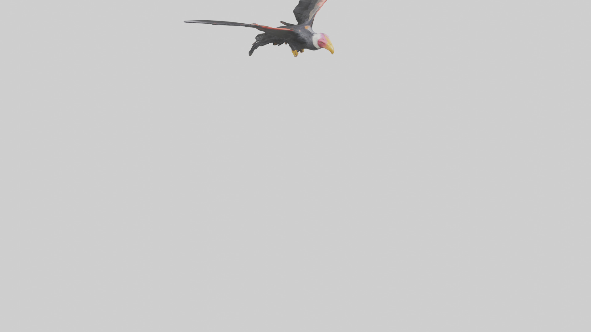 California Condor gliding model Low-poly 3D model_4
