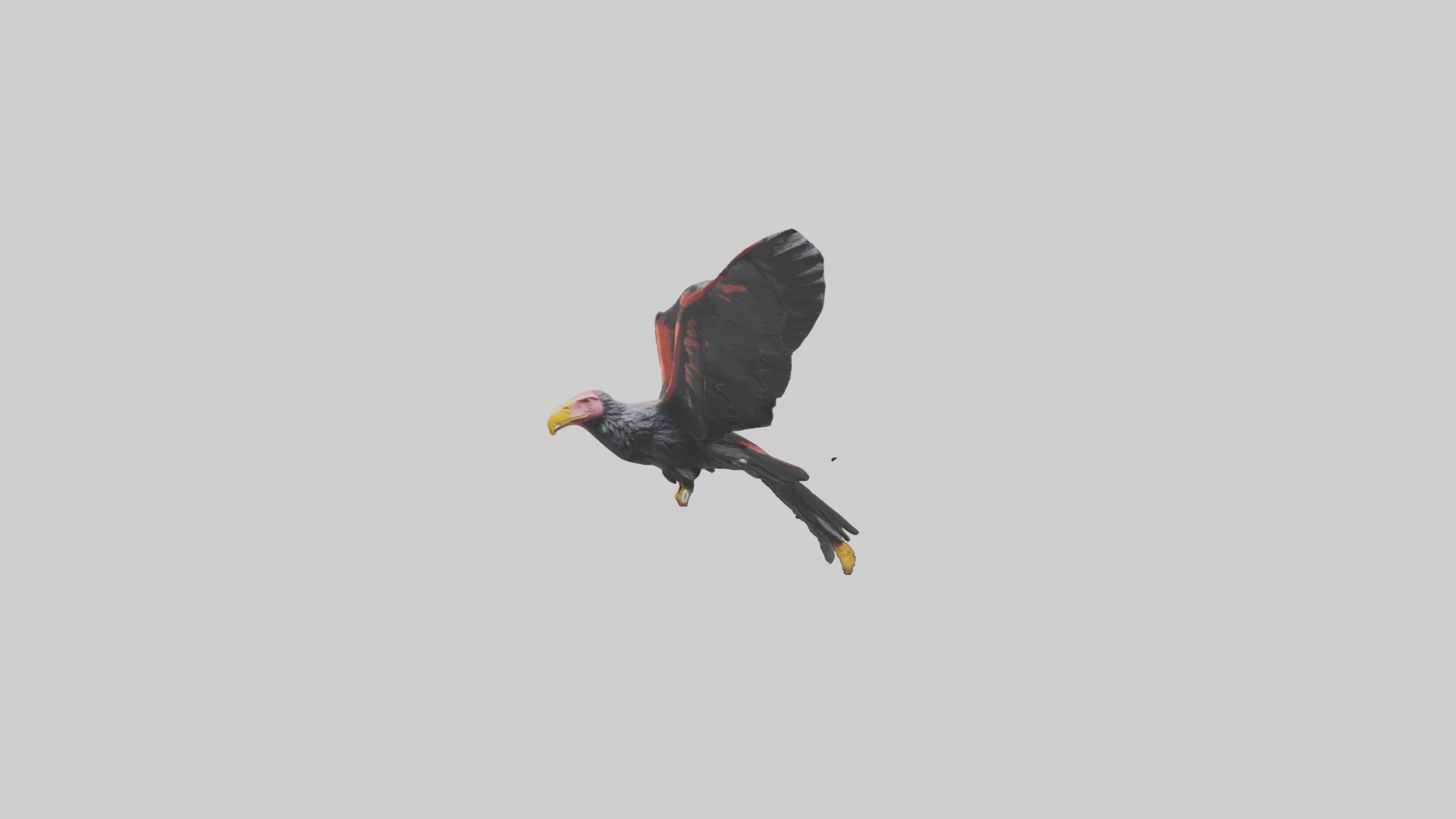 California Condor gliding model Low-poly 3D model_17
