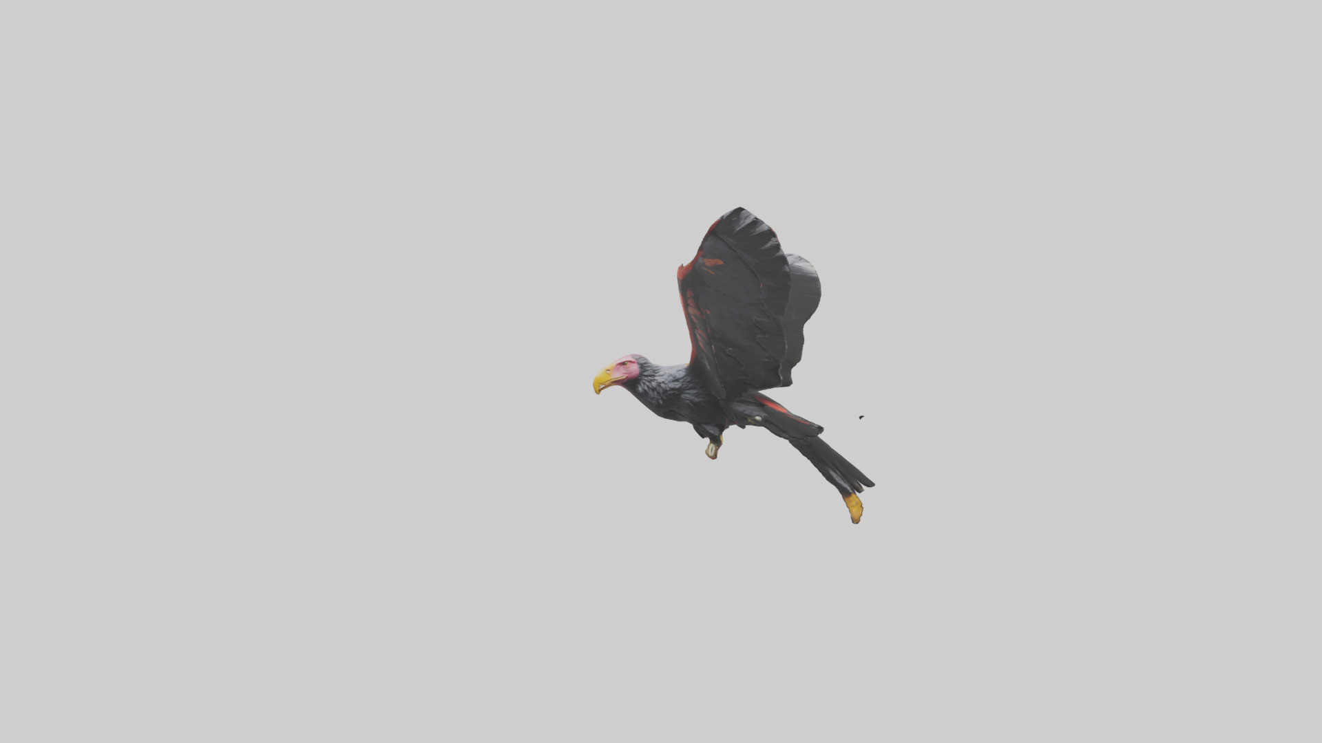 California Condor gliding model Low-poly 3D model_15