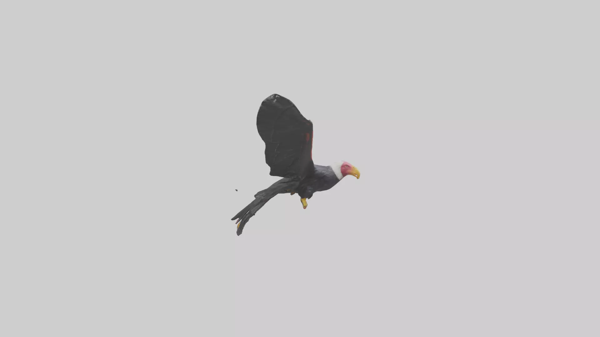 California Condor gliding model Low-poly 3D model_0