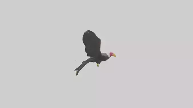California Condor gliding model Low-poly 3D model