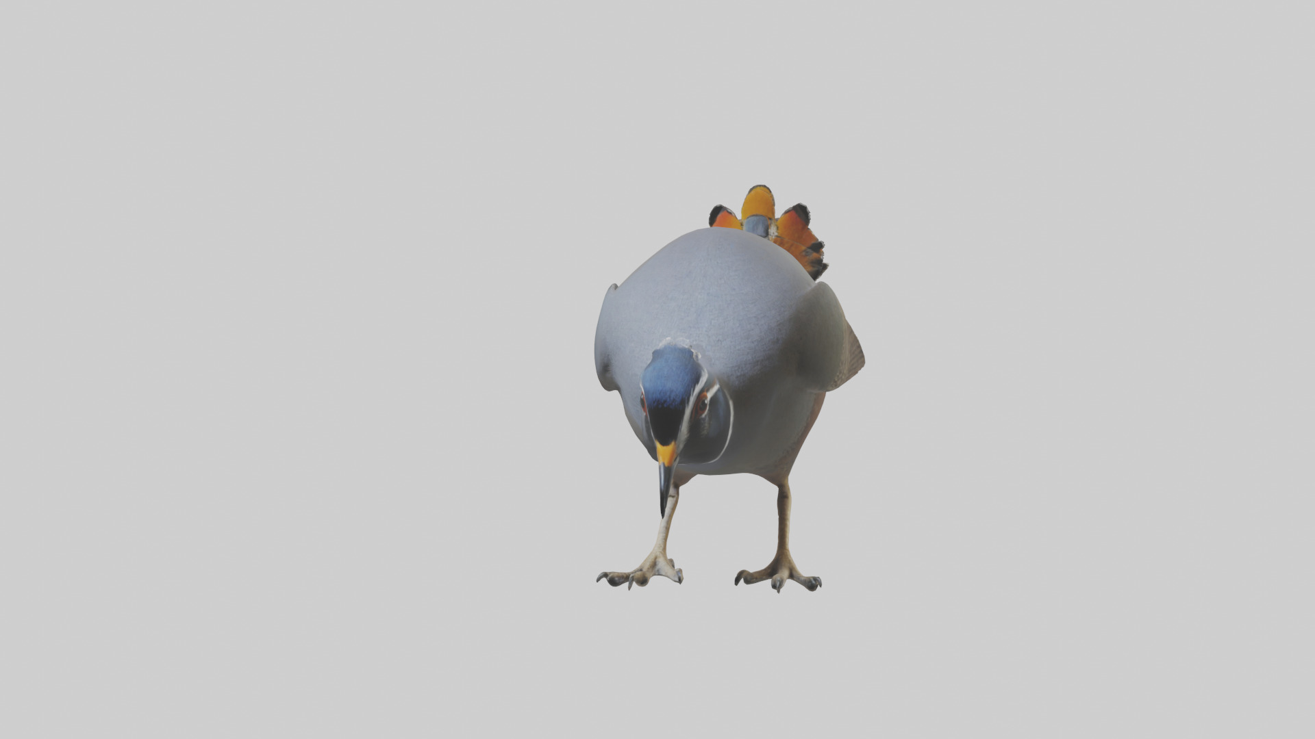 California Quail scratching model Low-poly 3D model_13