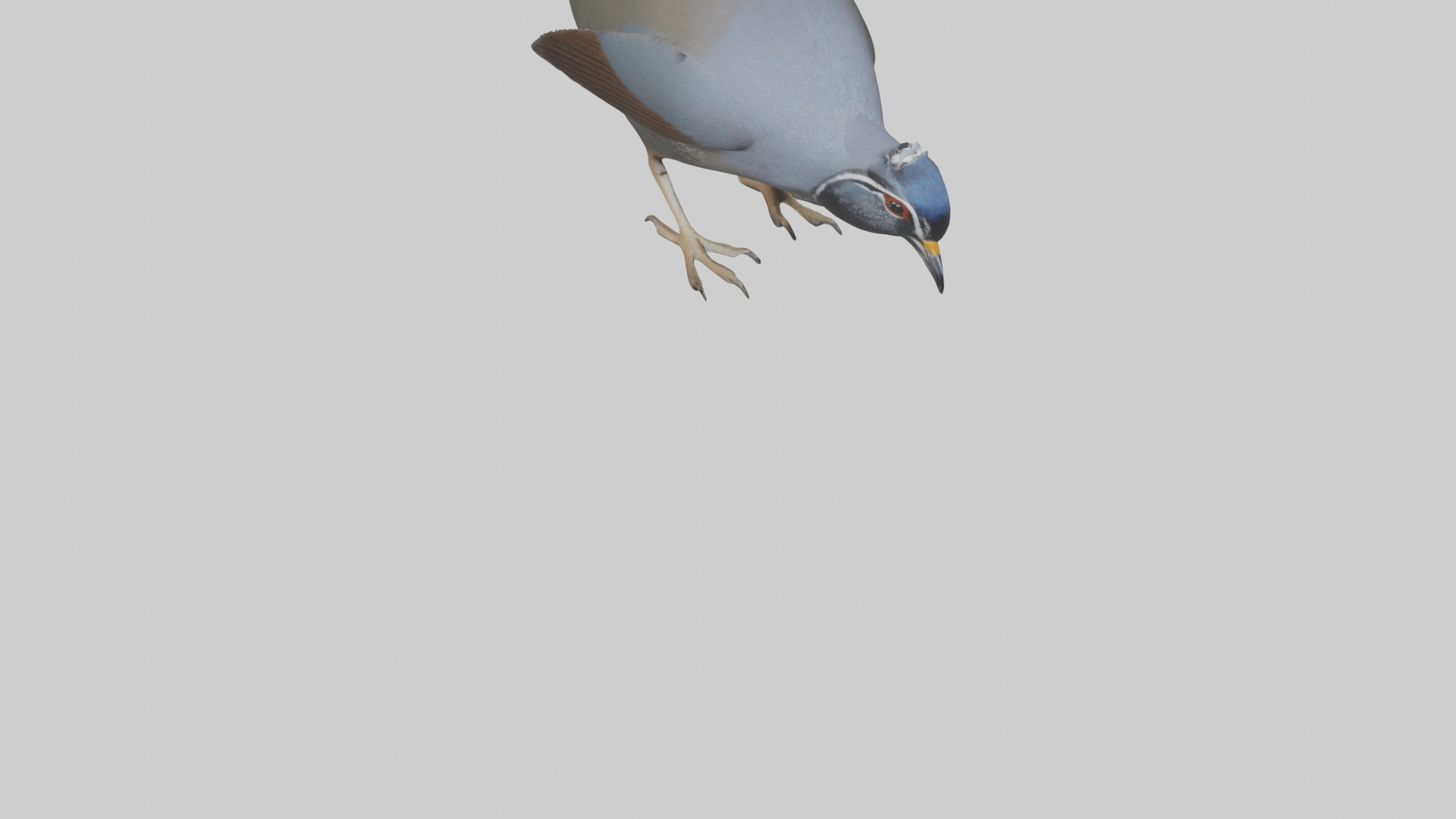 California Quail scratching model Low-poly 3D model_6