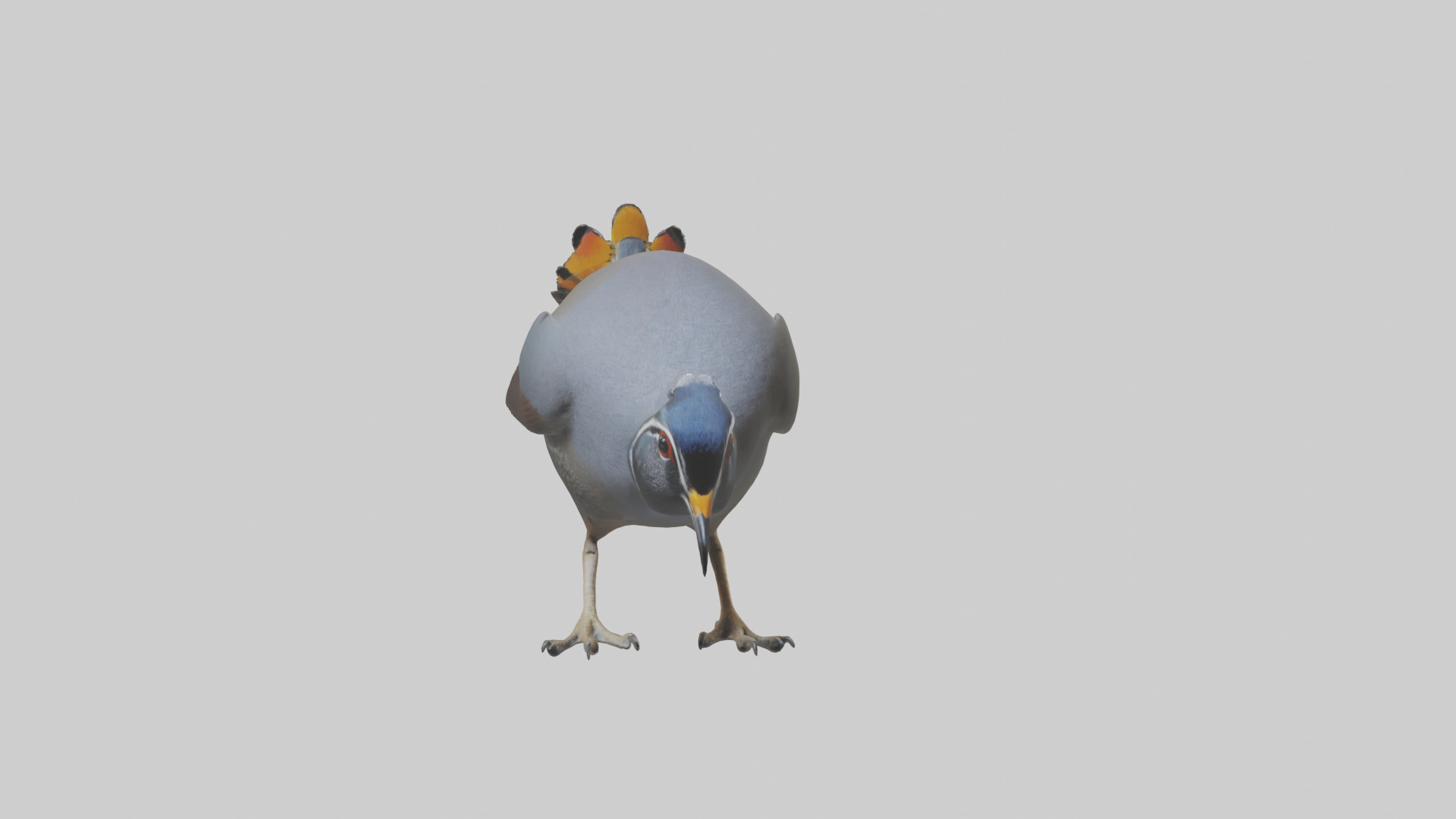 California Quail scratching model Low-poly 3D model_20