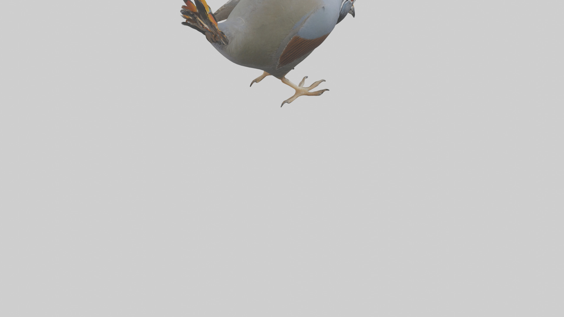 California Quail scratching model Low-poly 3D model_4