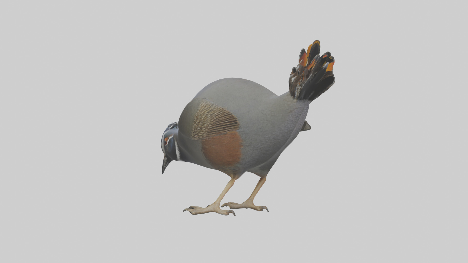 California Quail scratching model Low-poly 3D model_1