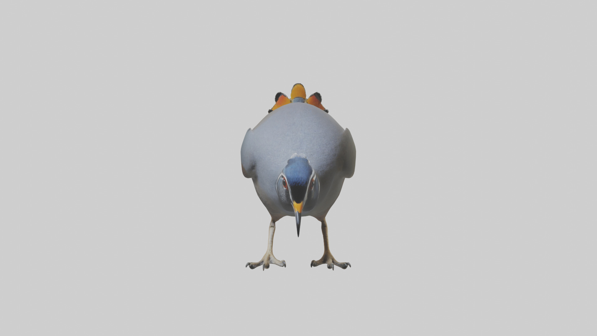 California Quail scratching model Low-poly 3D model_9