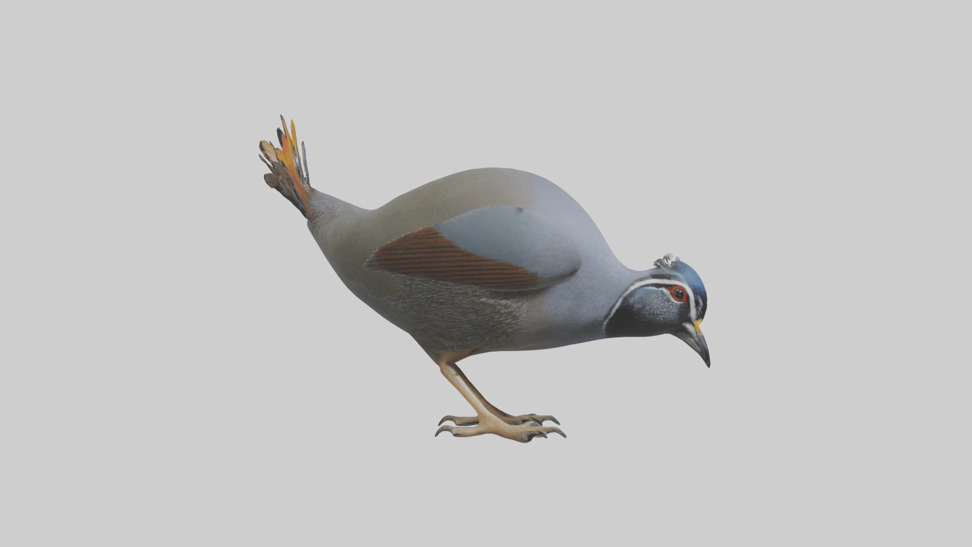 California Quail scratching model Low-poly 3D model_23