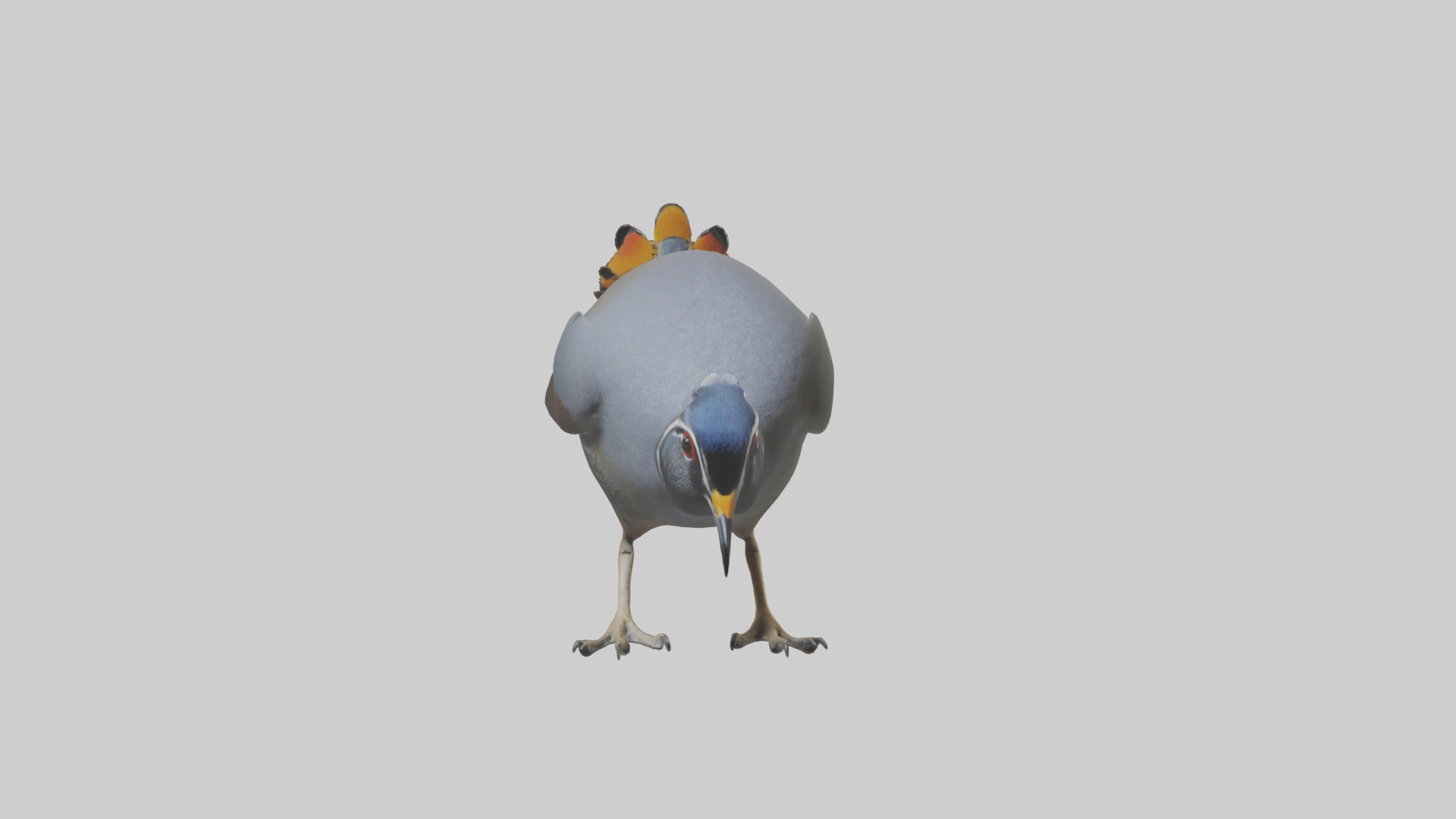 California Quail scratching model Low-poly 3D model_17