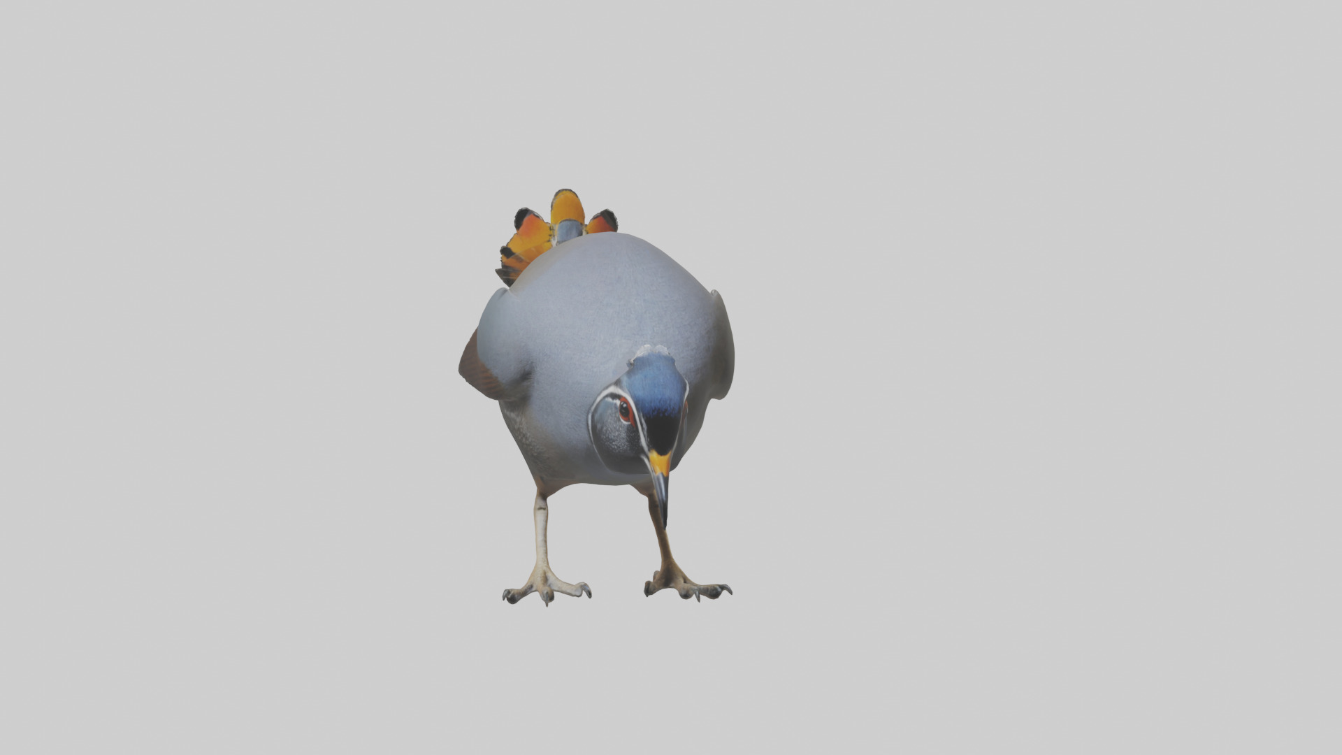 California Quail scratching model Low-poly 3D model_18