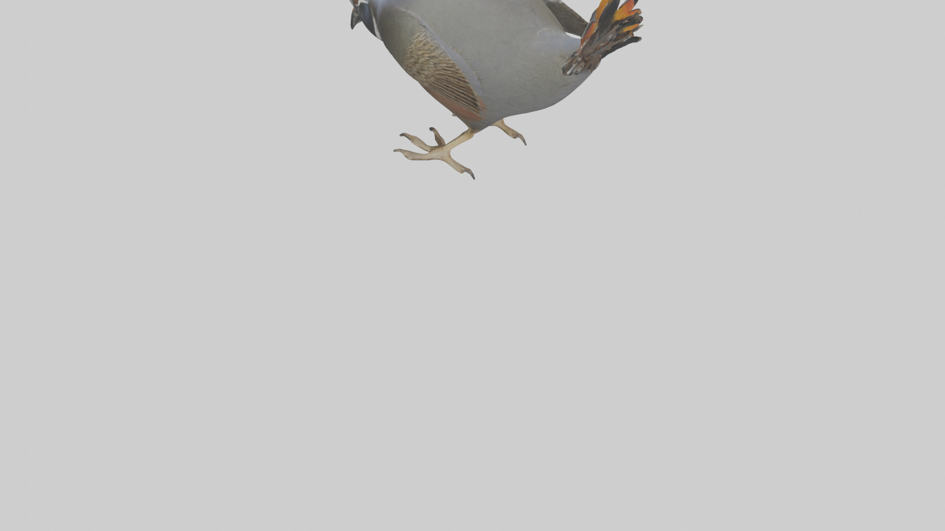 California Quail scratching model Low-poly 3D model_3