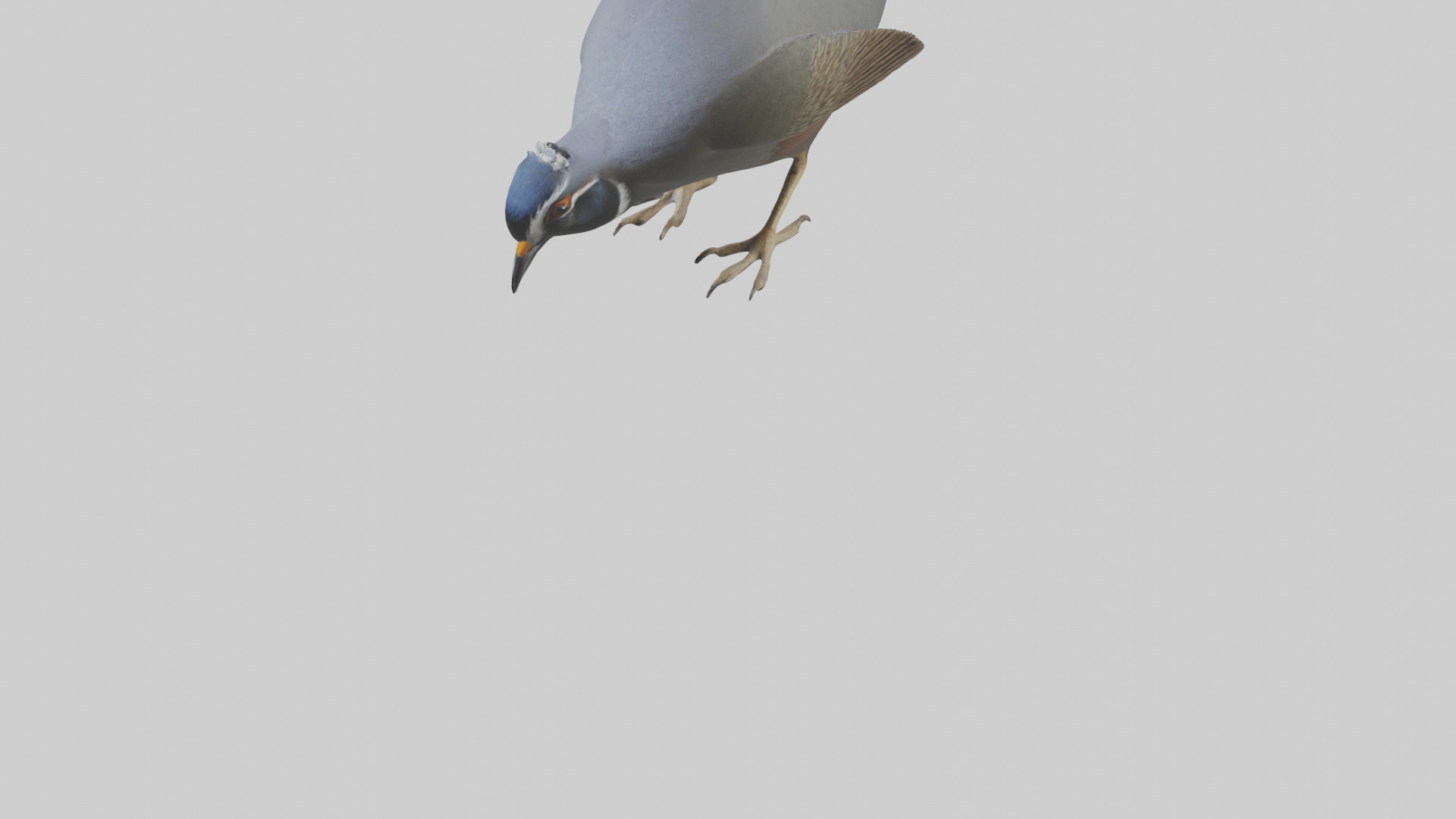 California Quail scratching model Low-poly 3D model_5