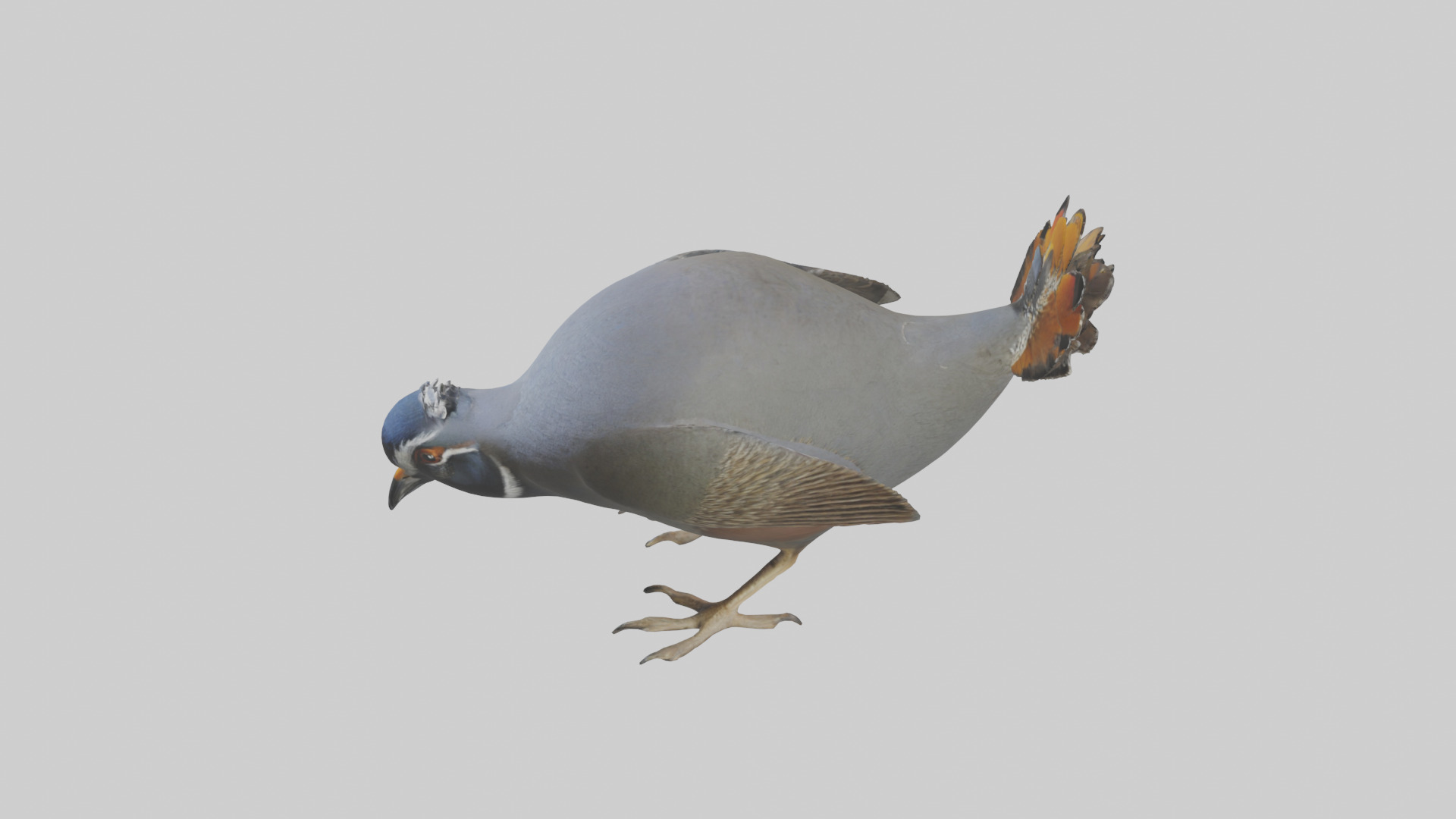 California Quail scratching model Low-poly 3D model_27