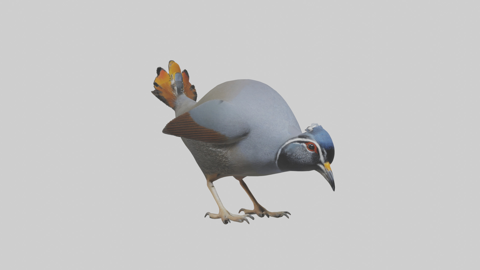 California Quail scratching model Low-poly 3D model_16