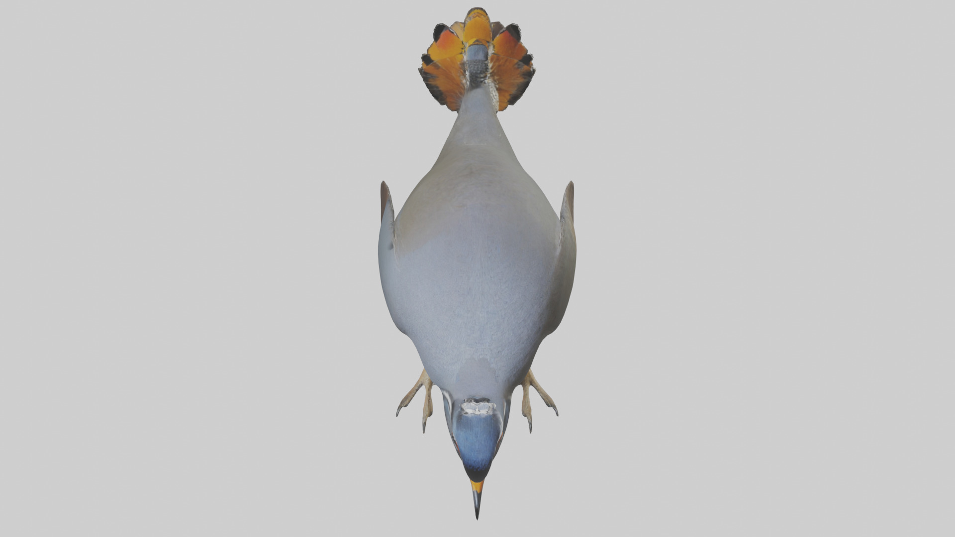 California Quail scratching model Low-poly 3D model_26