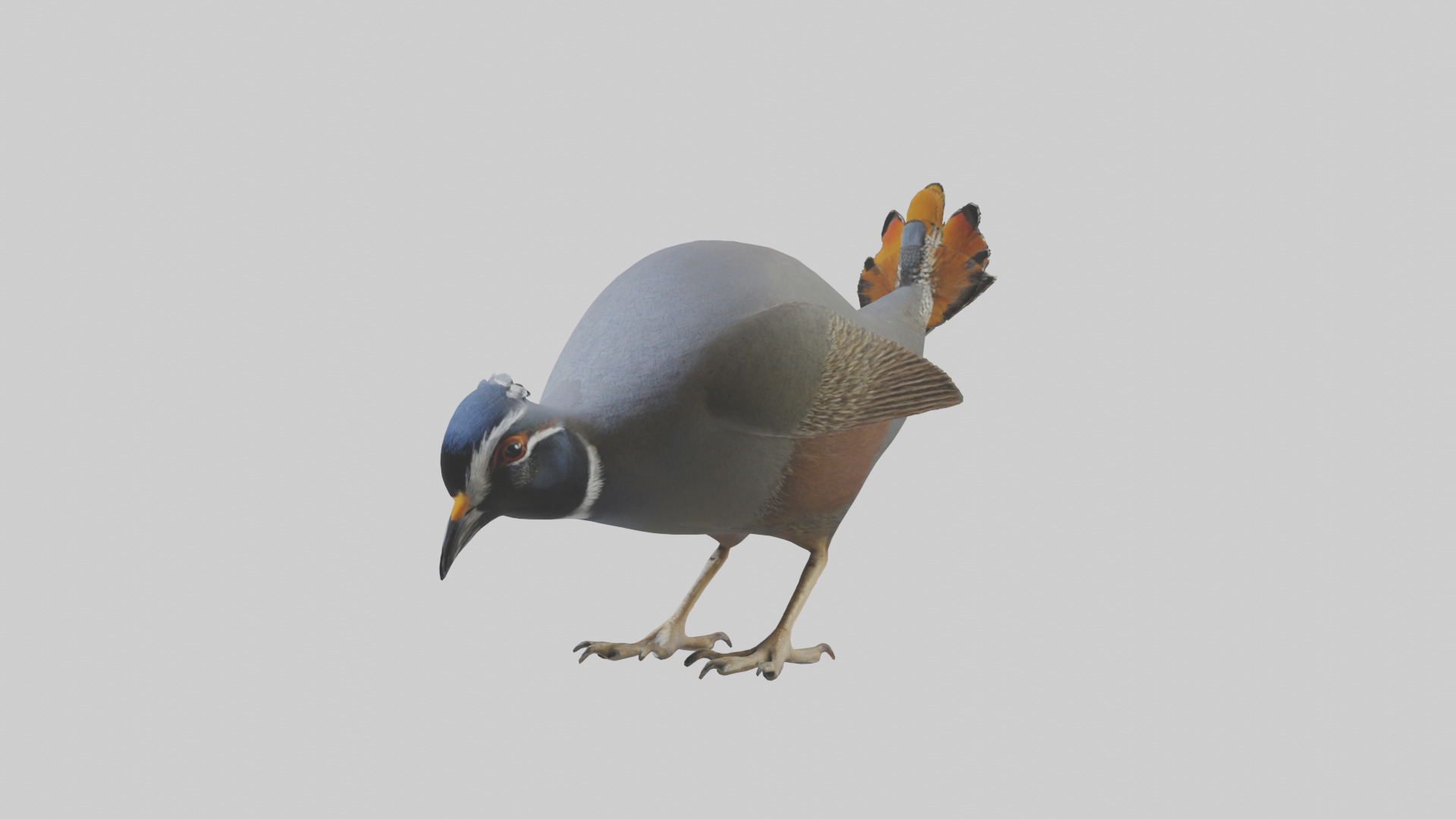 California Quail scratching model Low-poly 3D model_8