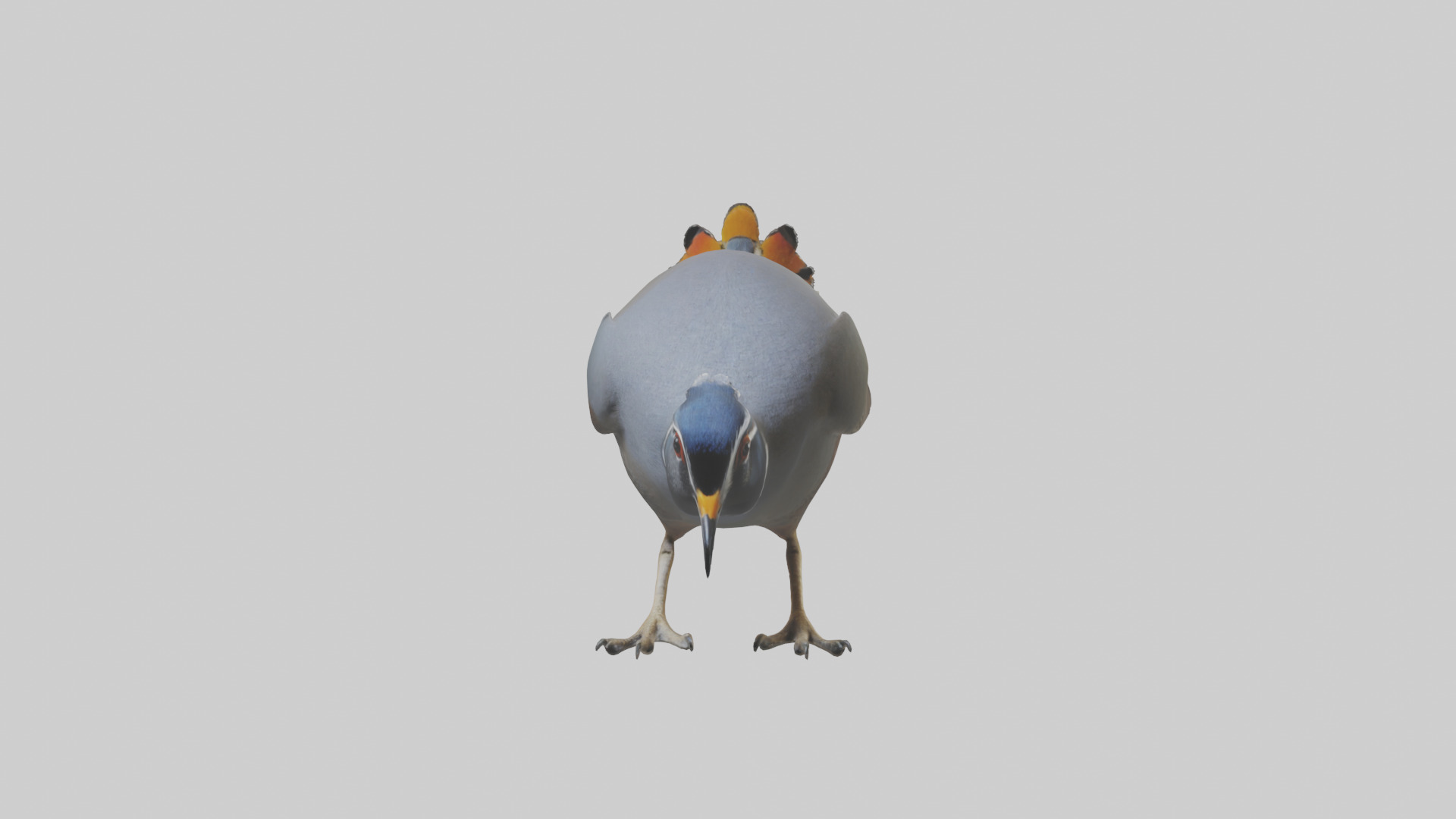 California Quail scratching model Low-poly 3D model_14
