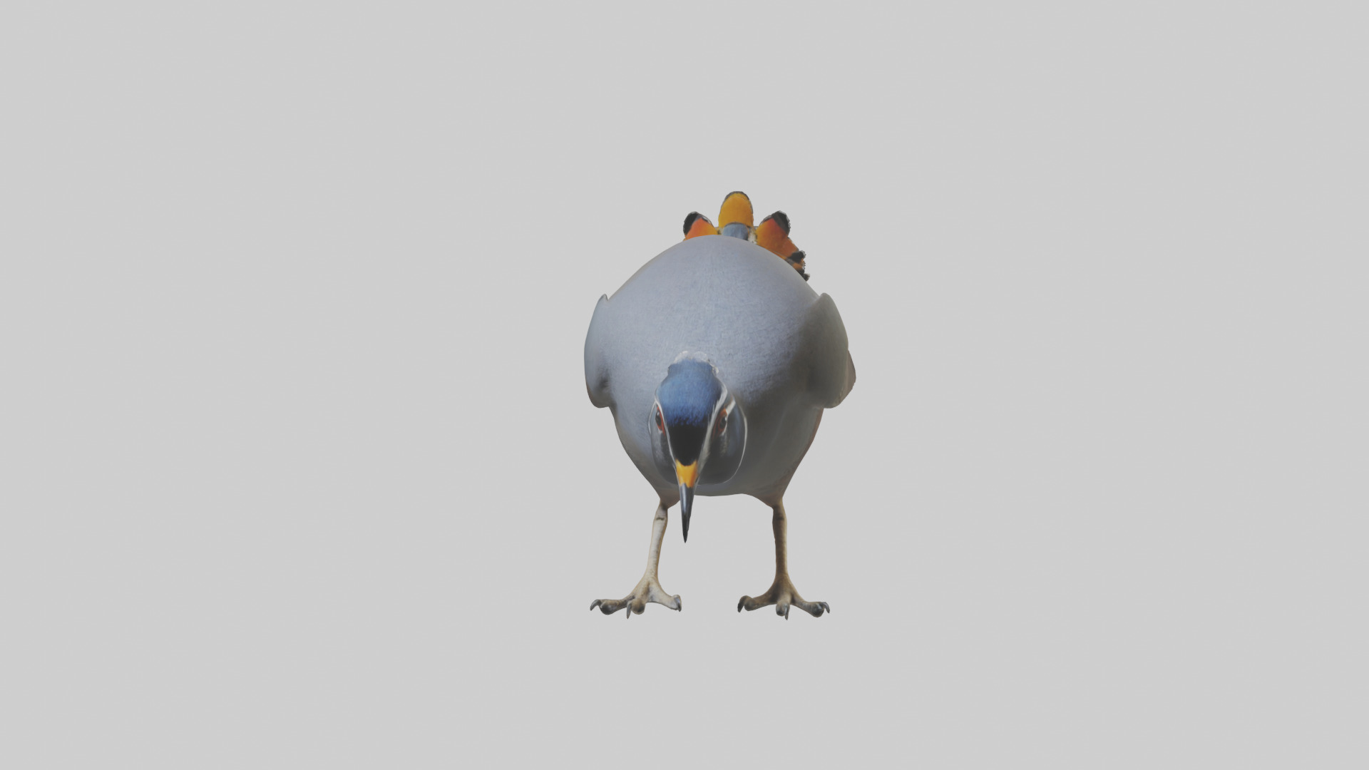 California Quail scratching model Low-poly 3D model_12
