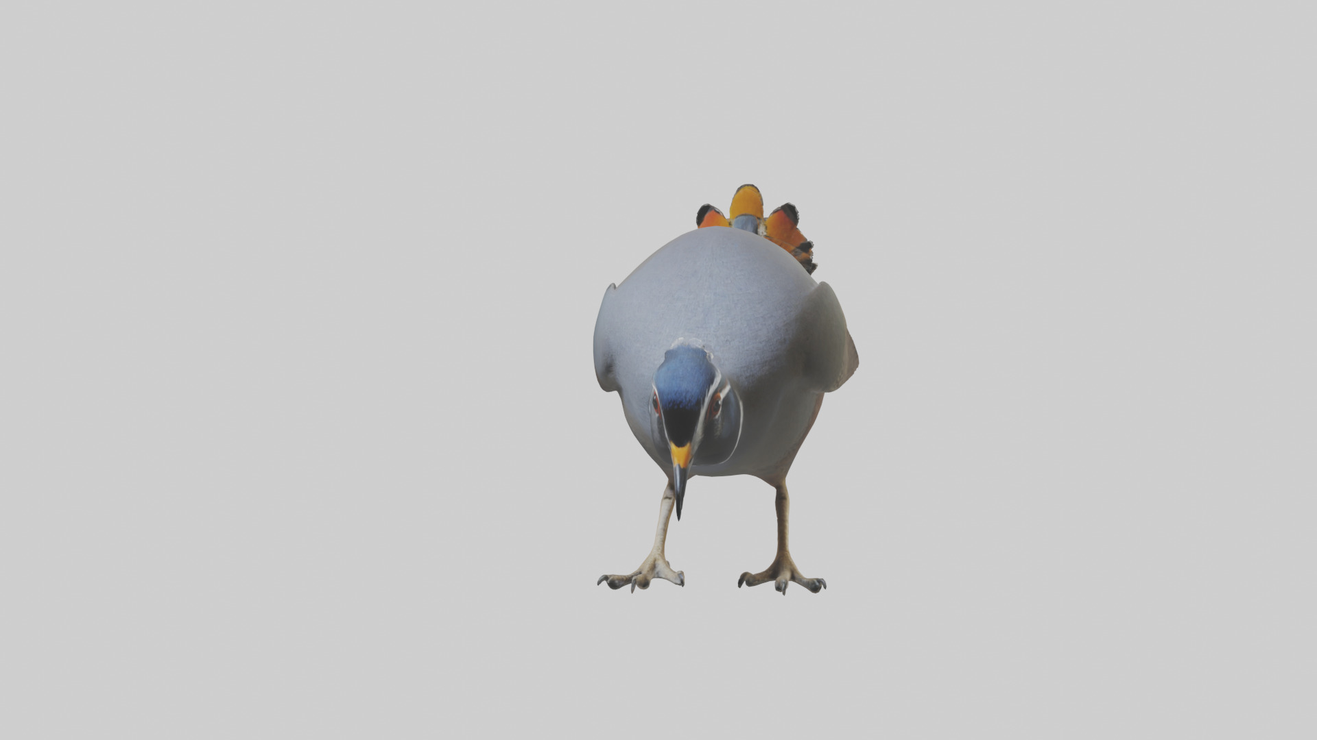 California Quail scratching model Low-poly 3D model_15