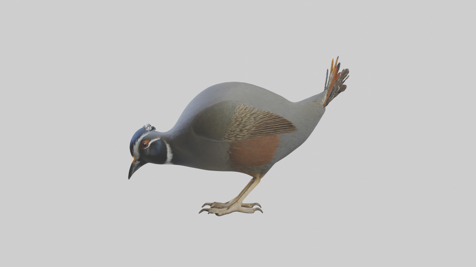 California Quail scratching model Low-poly 3D model_22