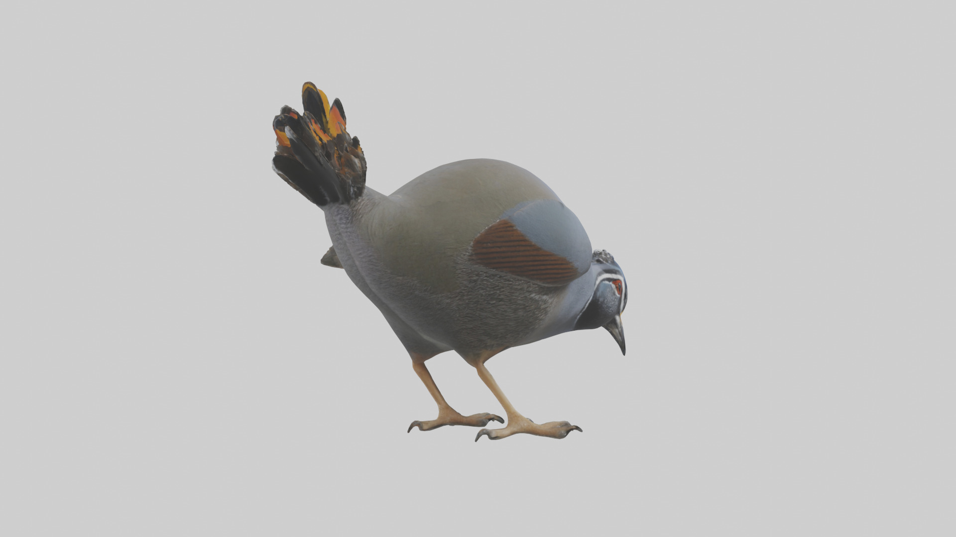California Quail scratching model Low-poly 3D model_2