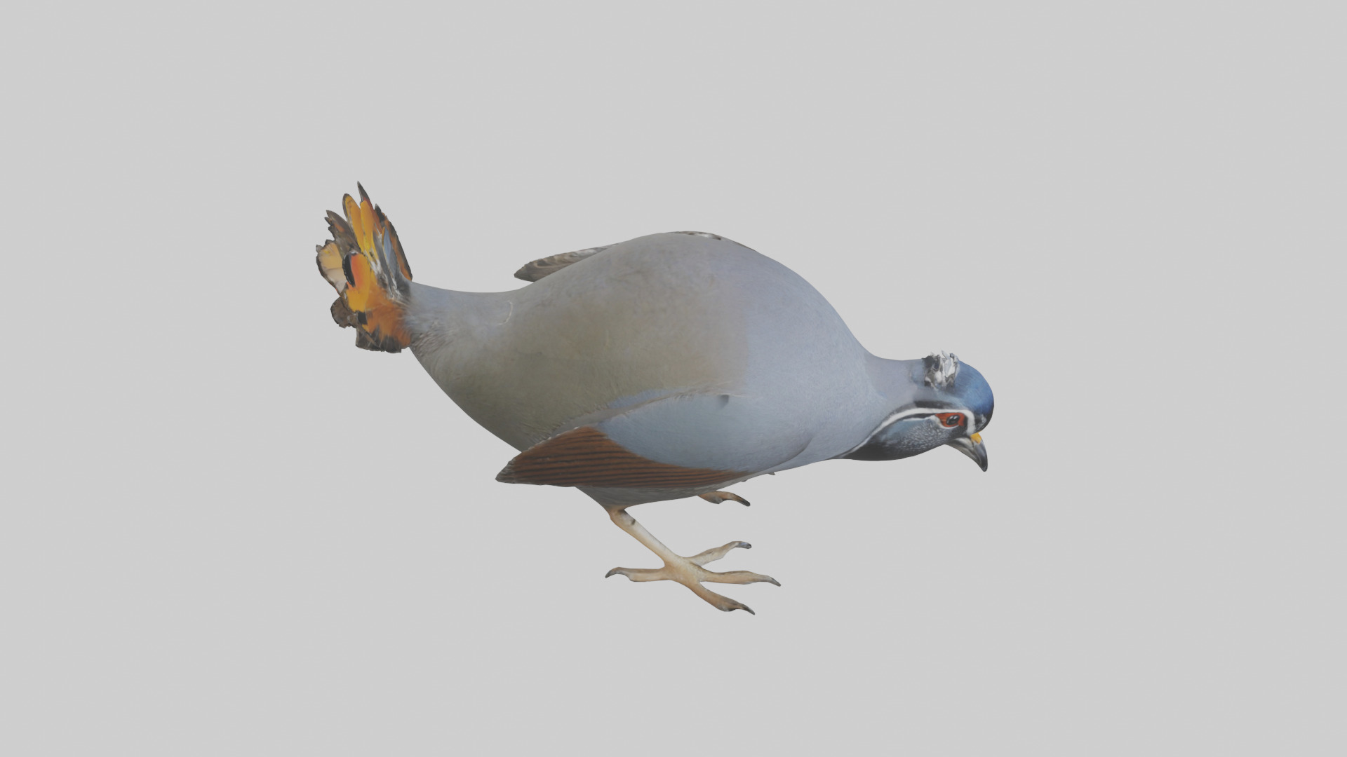 California Quail scratching model Low-poly 3D model_28