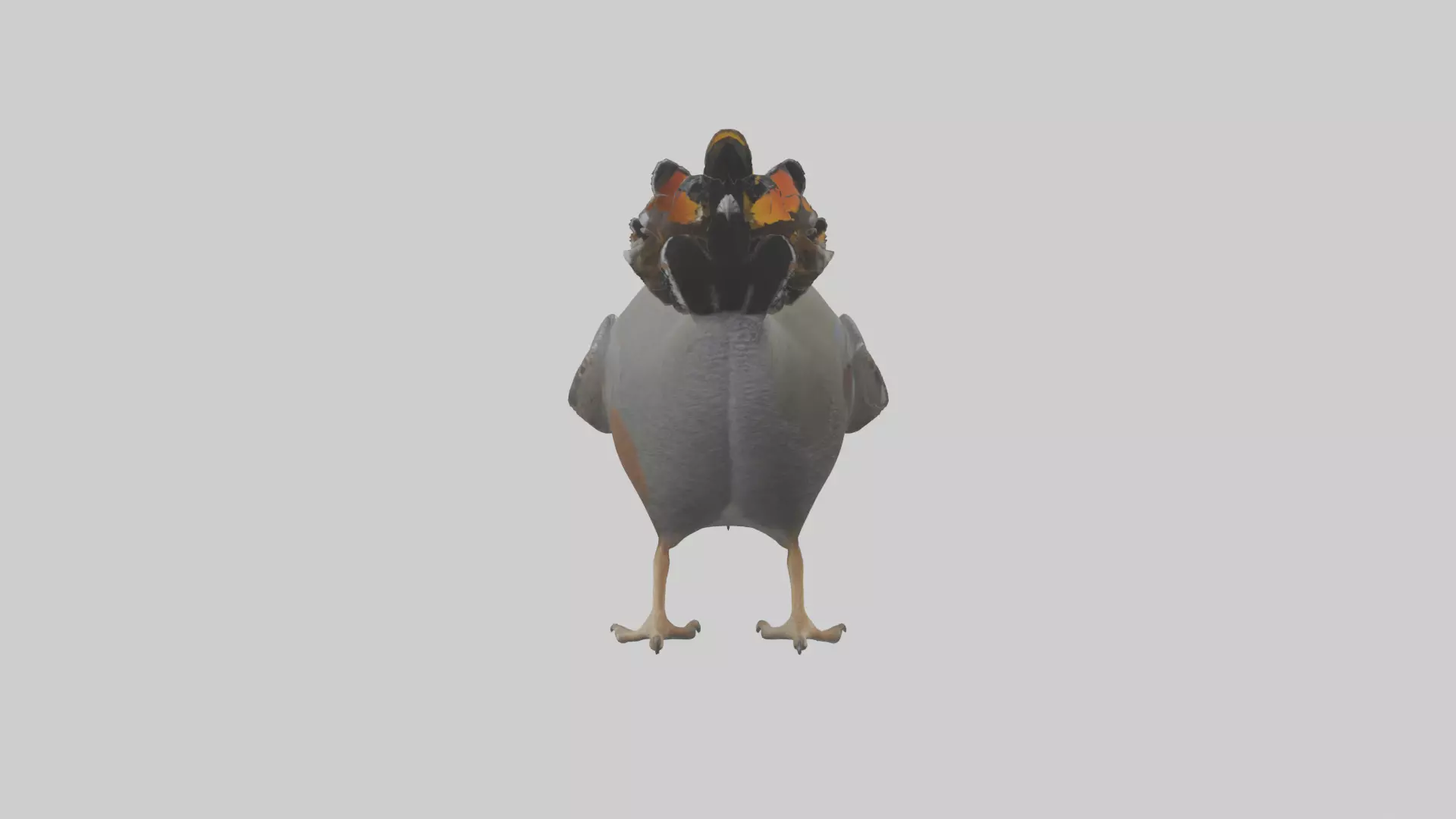 California Quail scratching model Low-poly 3D model_0
