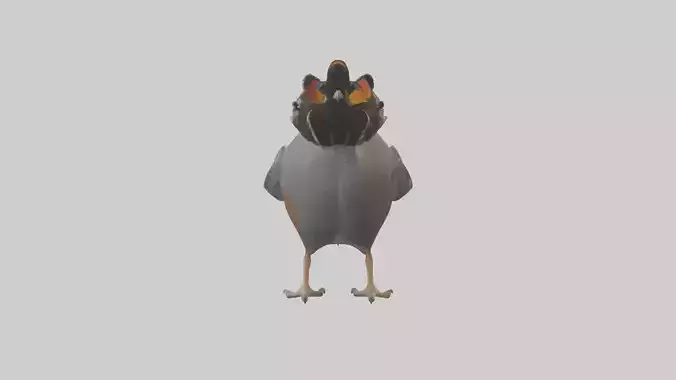 California Quail scratching model Low-poly 3D model