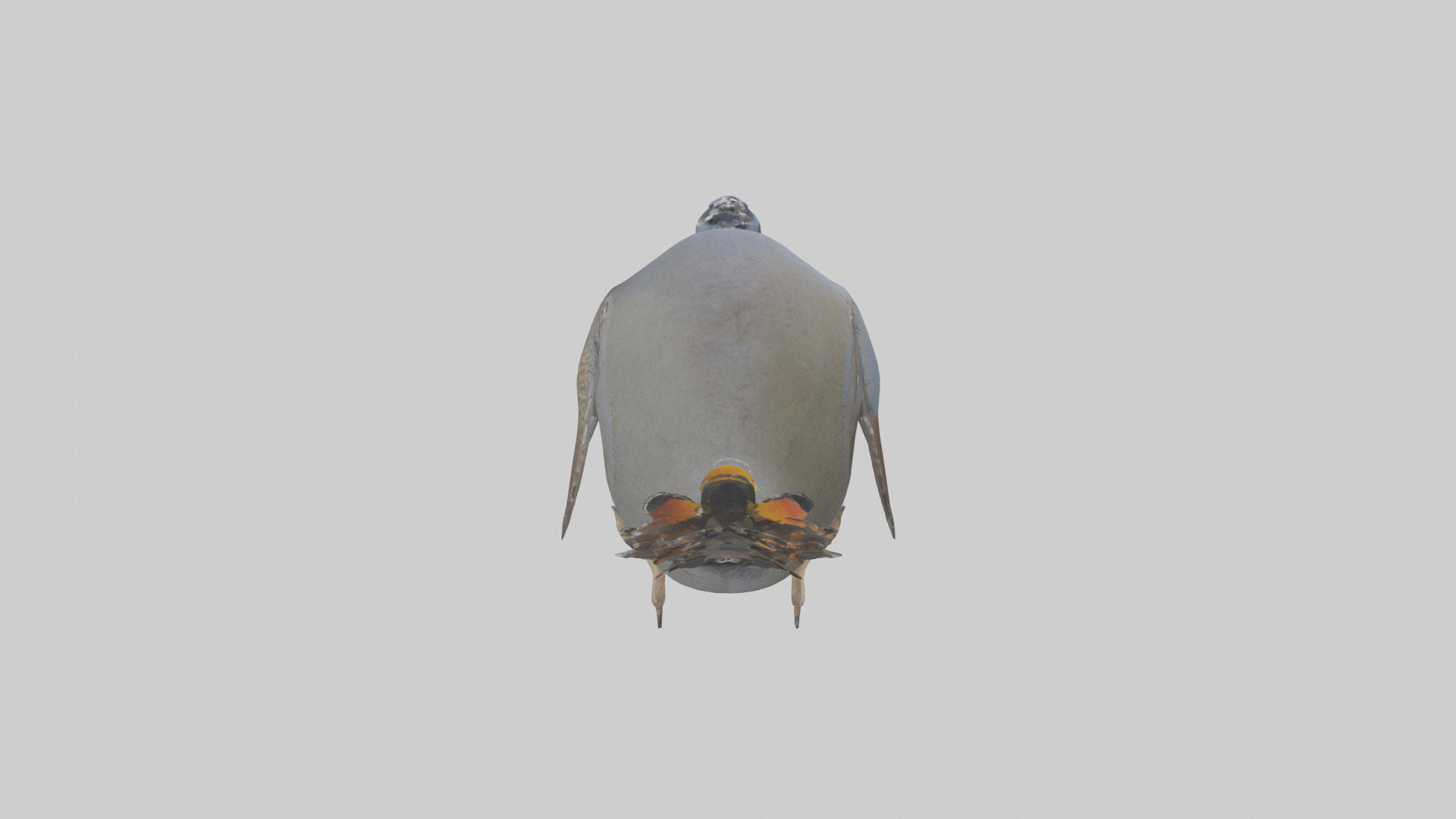 California Quail scratching model Low-poly 3D model_25