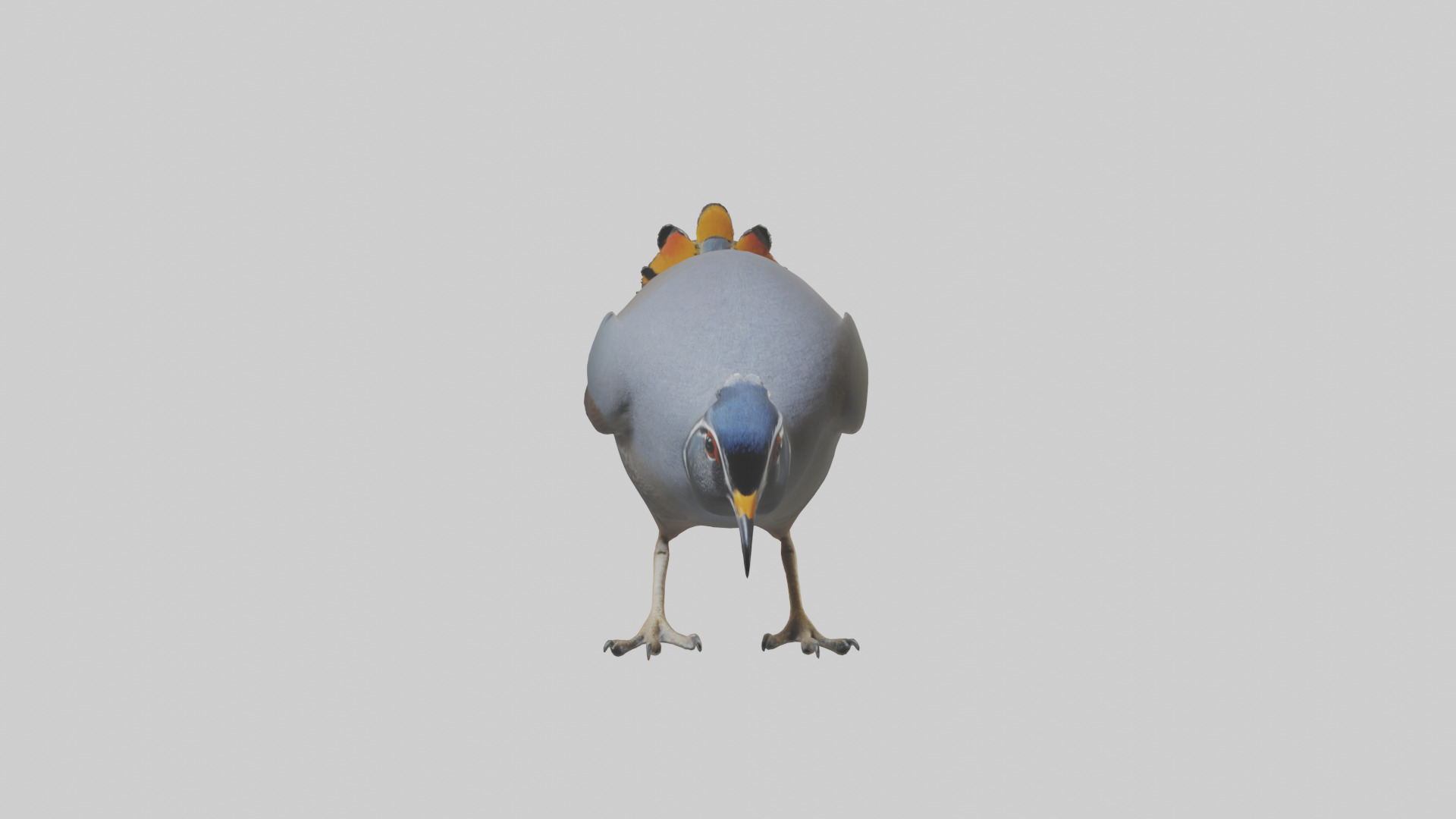 California Quail scratching model Low-poly 3D model_19